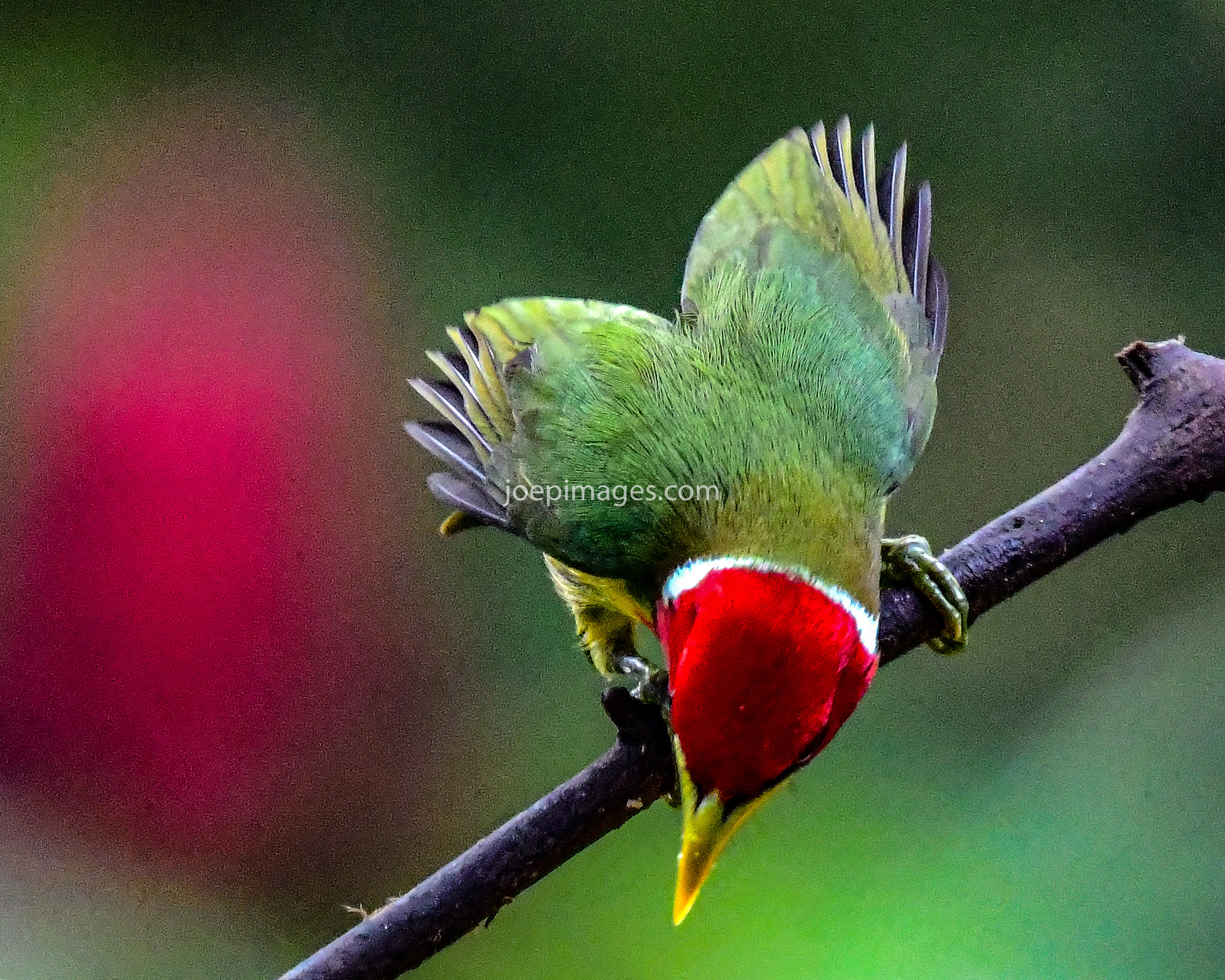 SA BIRDS-12.jpg