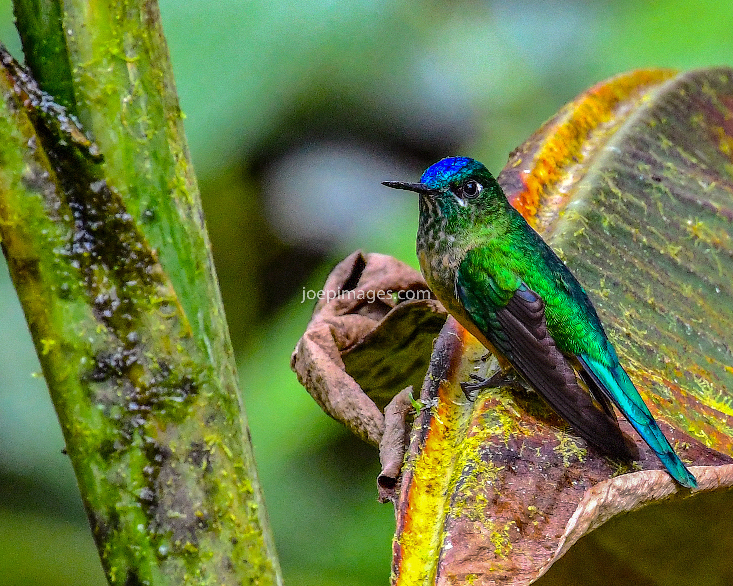 E HUMMINGBIRD-18.jpg