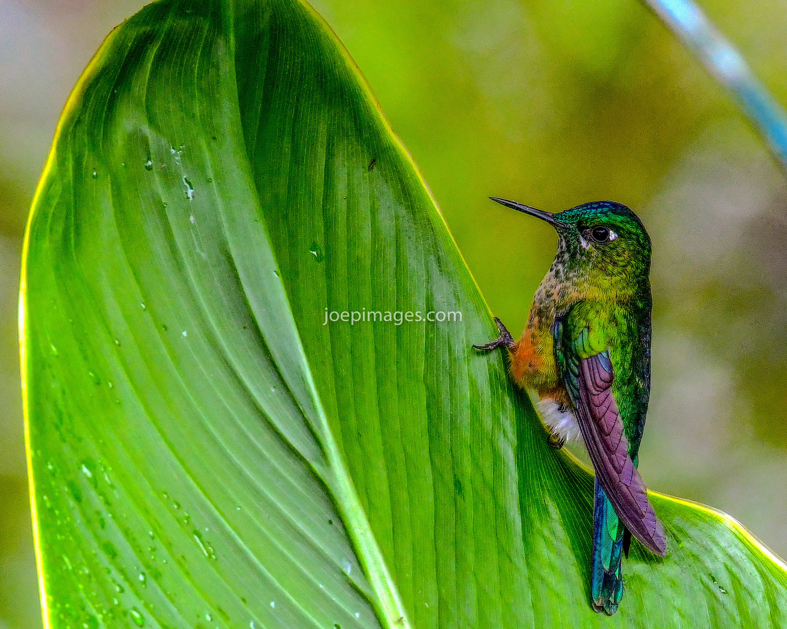 E HUMMINGBIRD-23.jpg