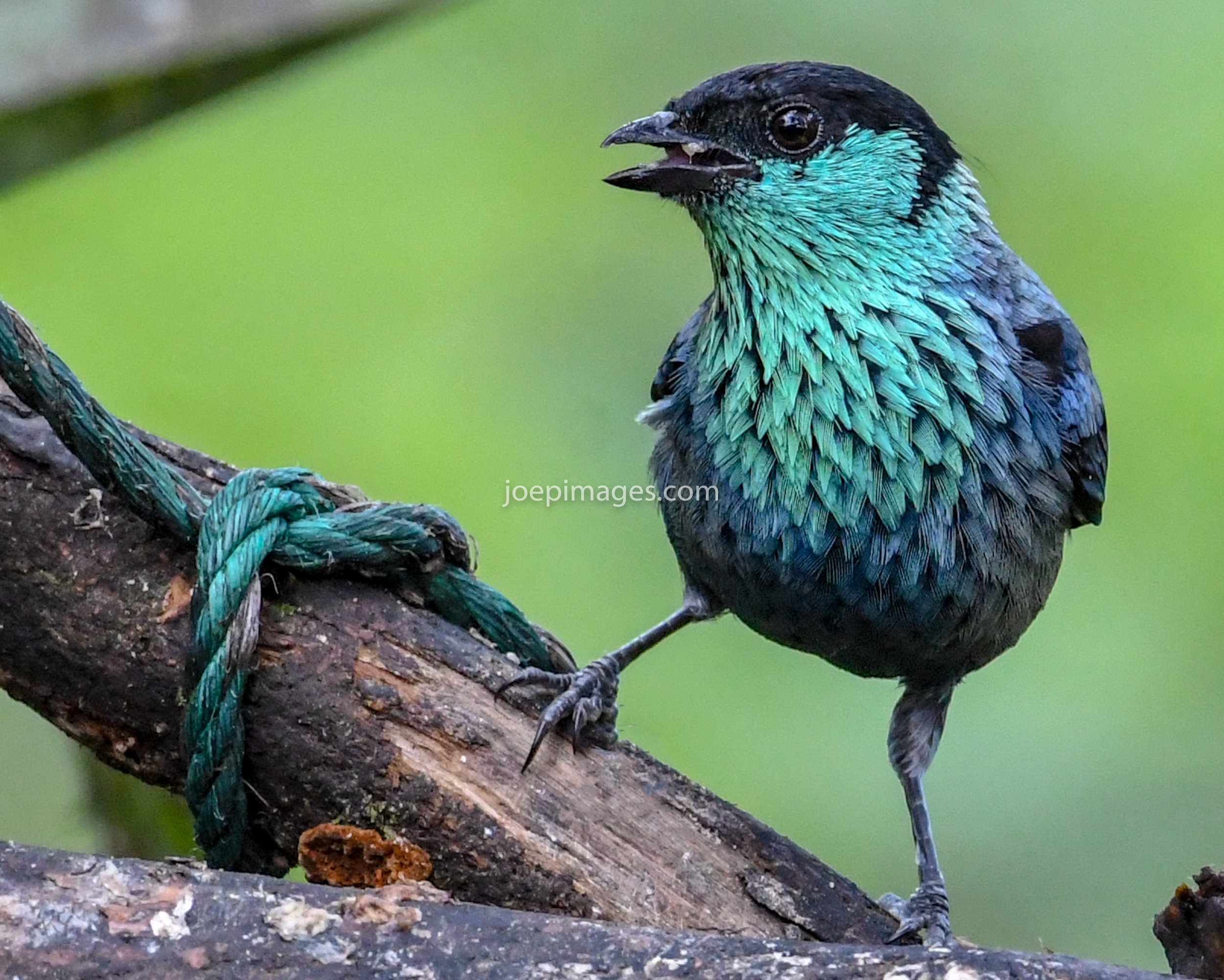 EC MORE BIRDS-39.jpg