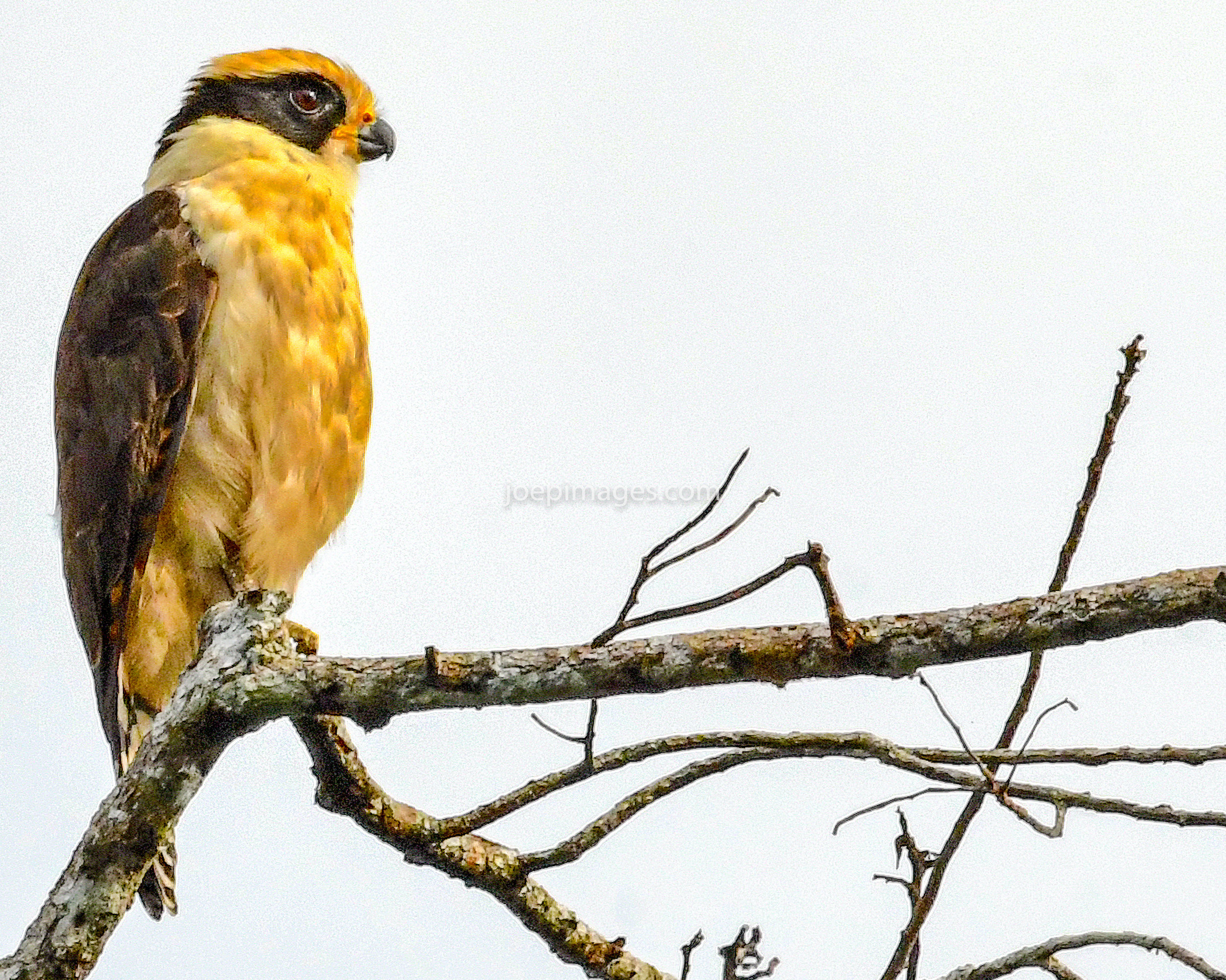 EC MORE BIRDS-50.jpg