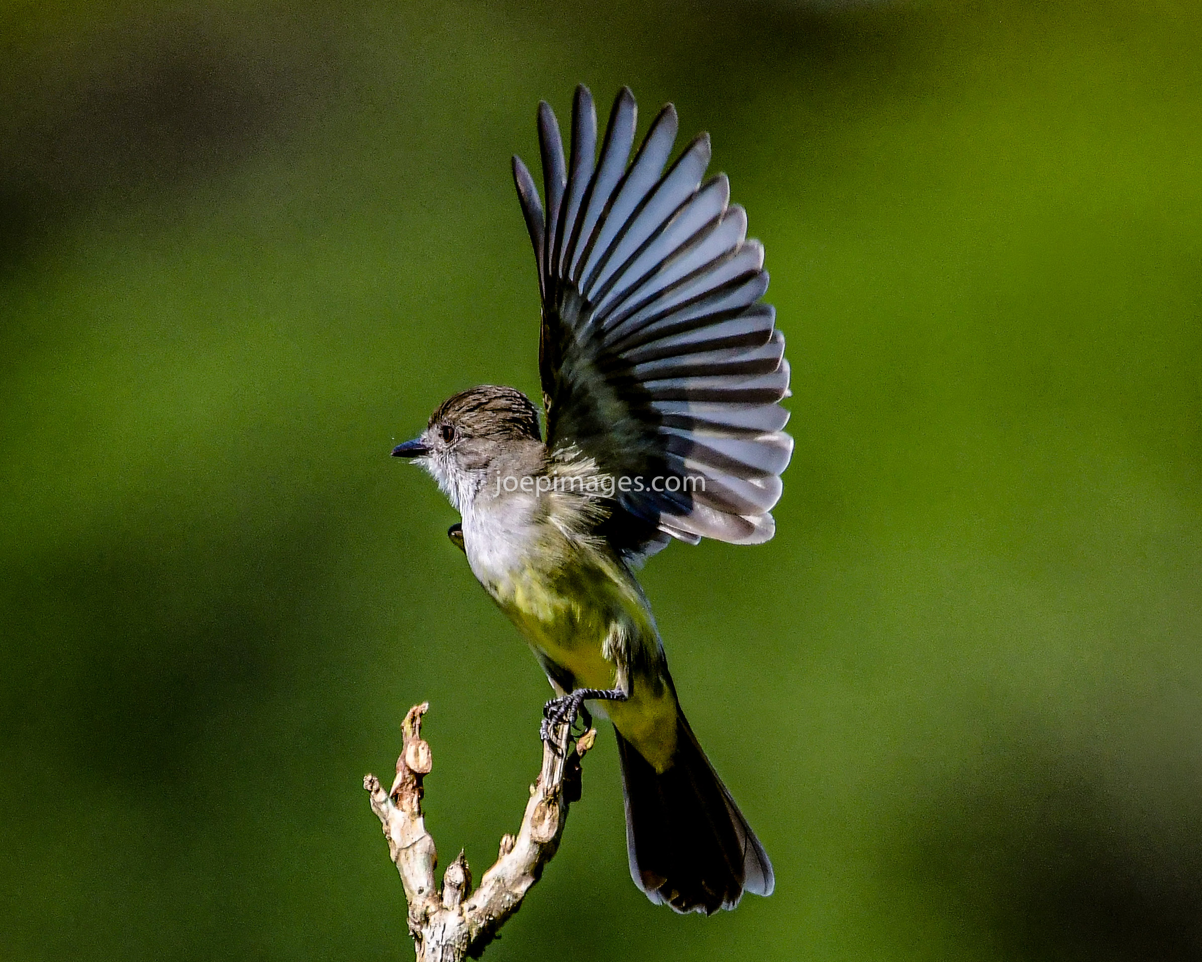 EC MORE BIRDS-64.jpg