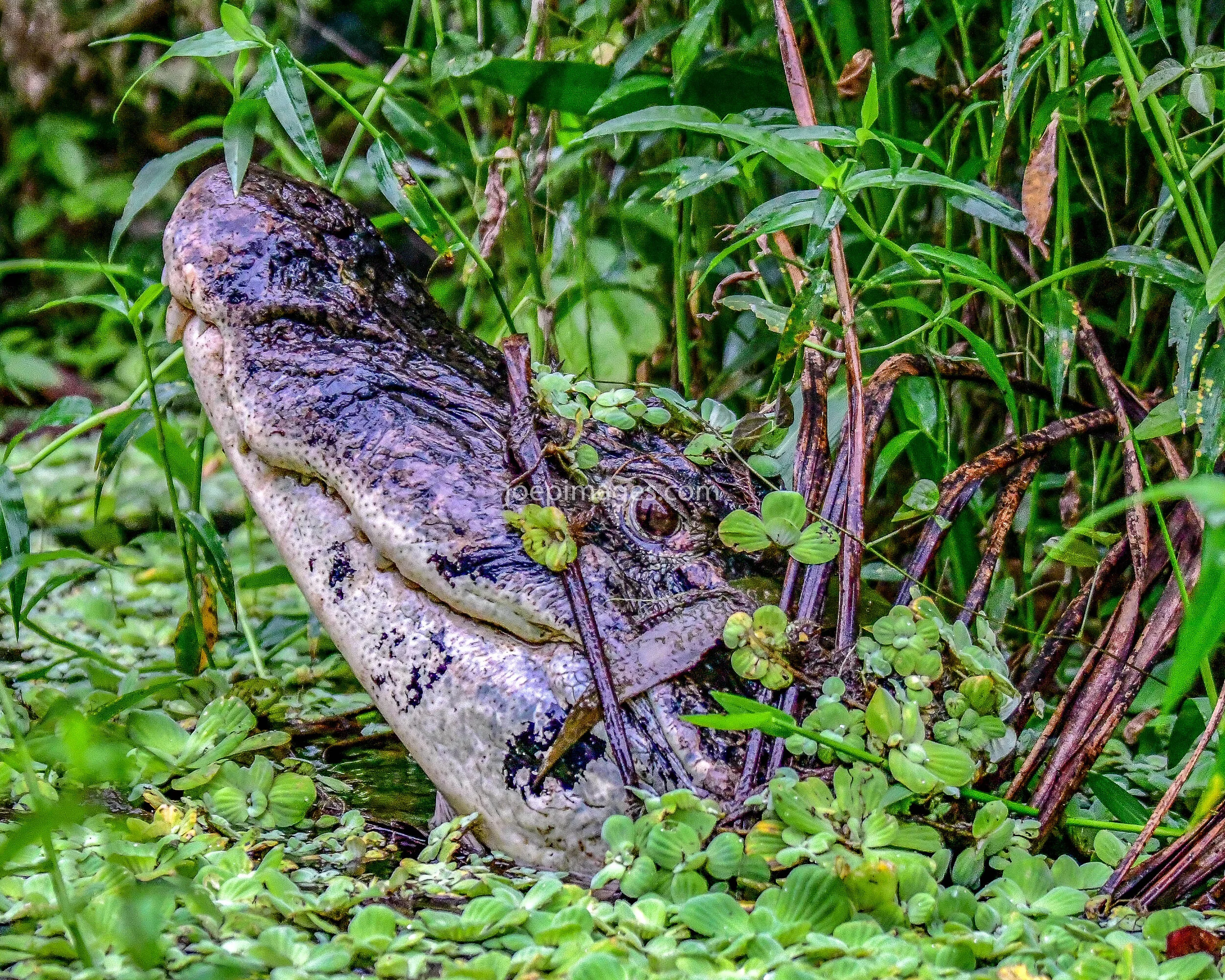 Ecuador Wildlife (Copy)