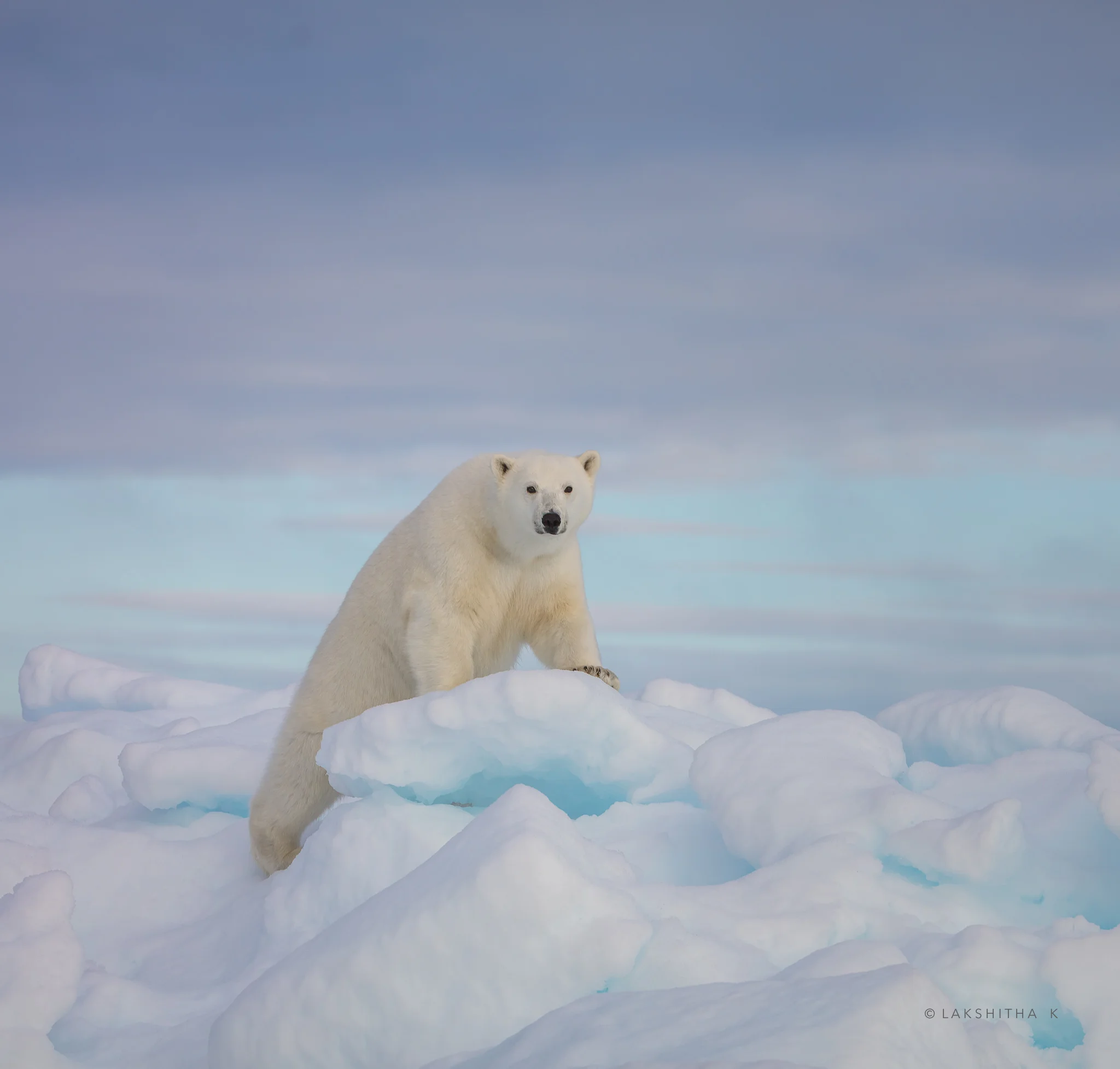 polarbear.jpg