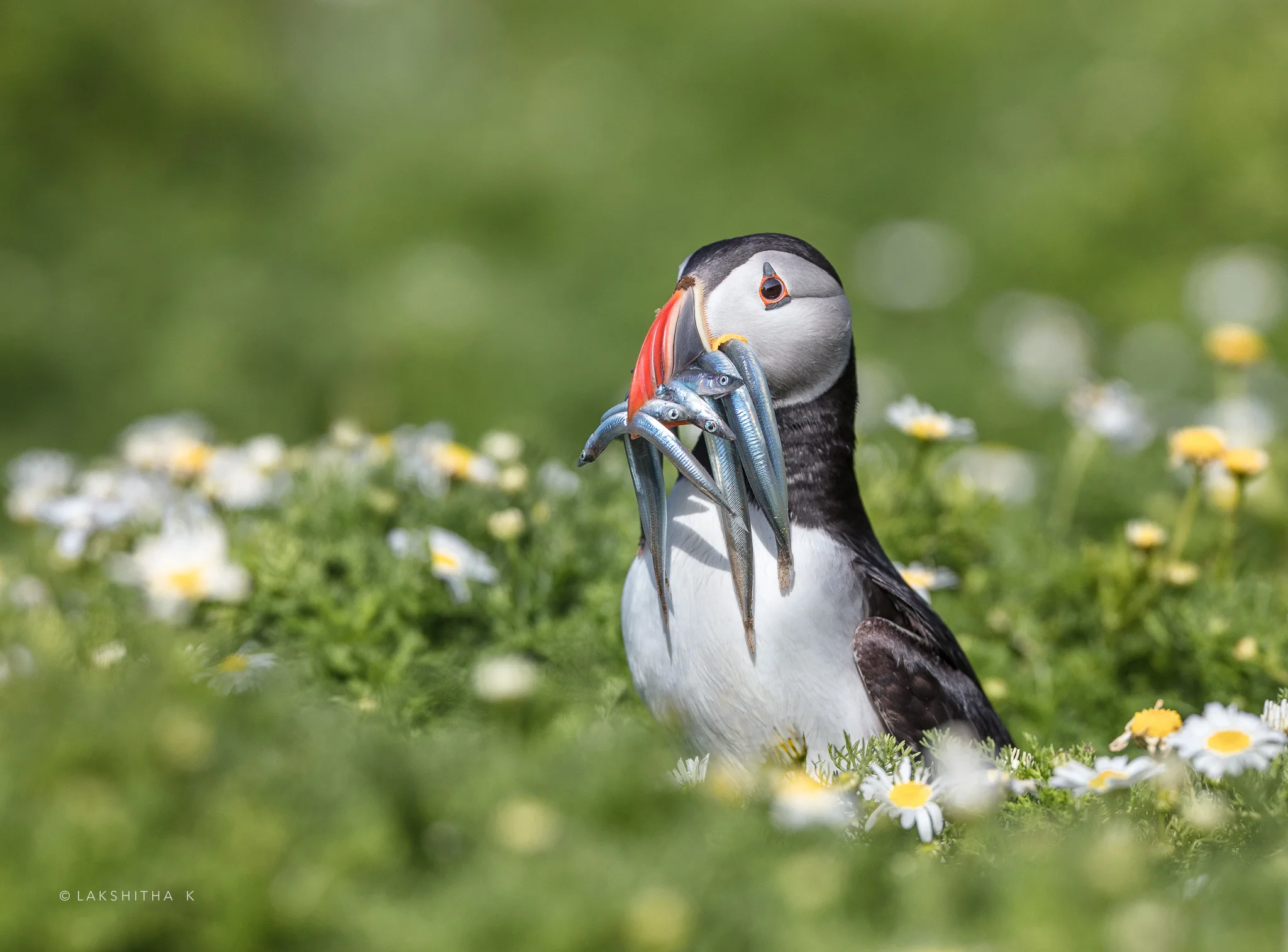 puffin.jpg