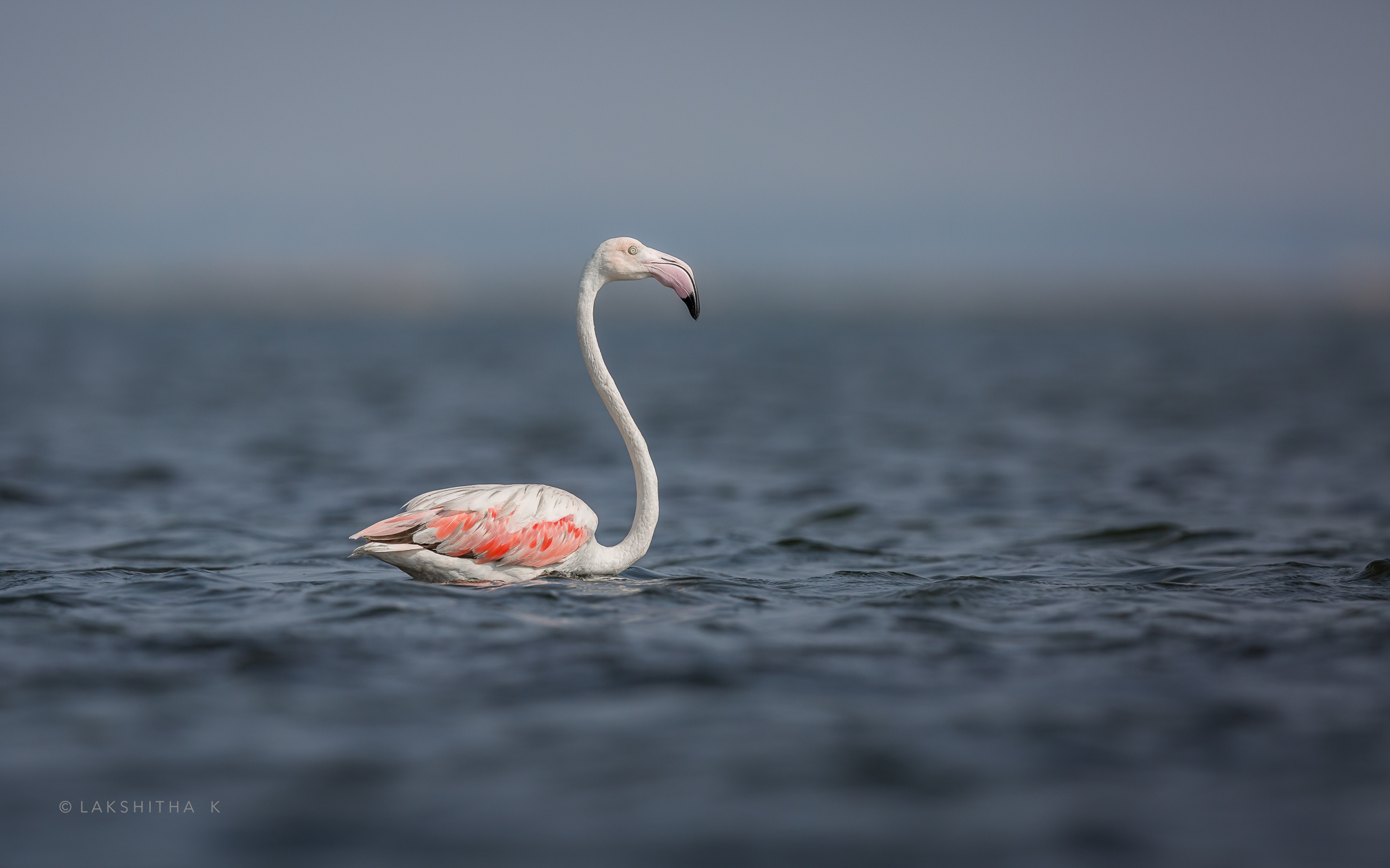 Greater Flamingo 