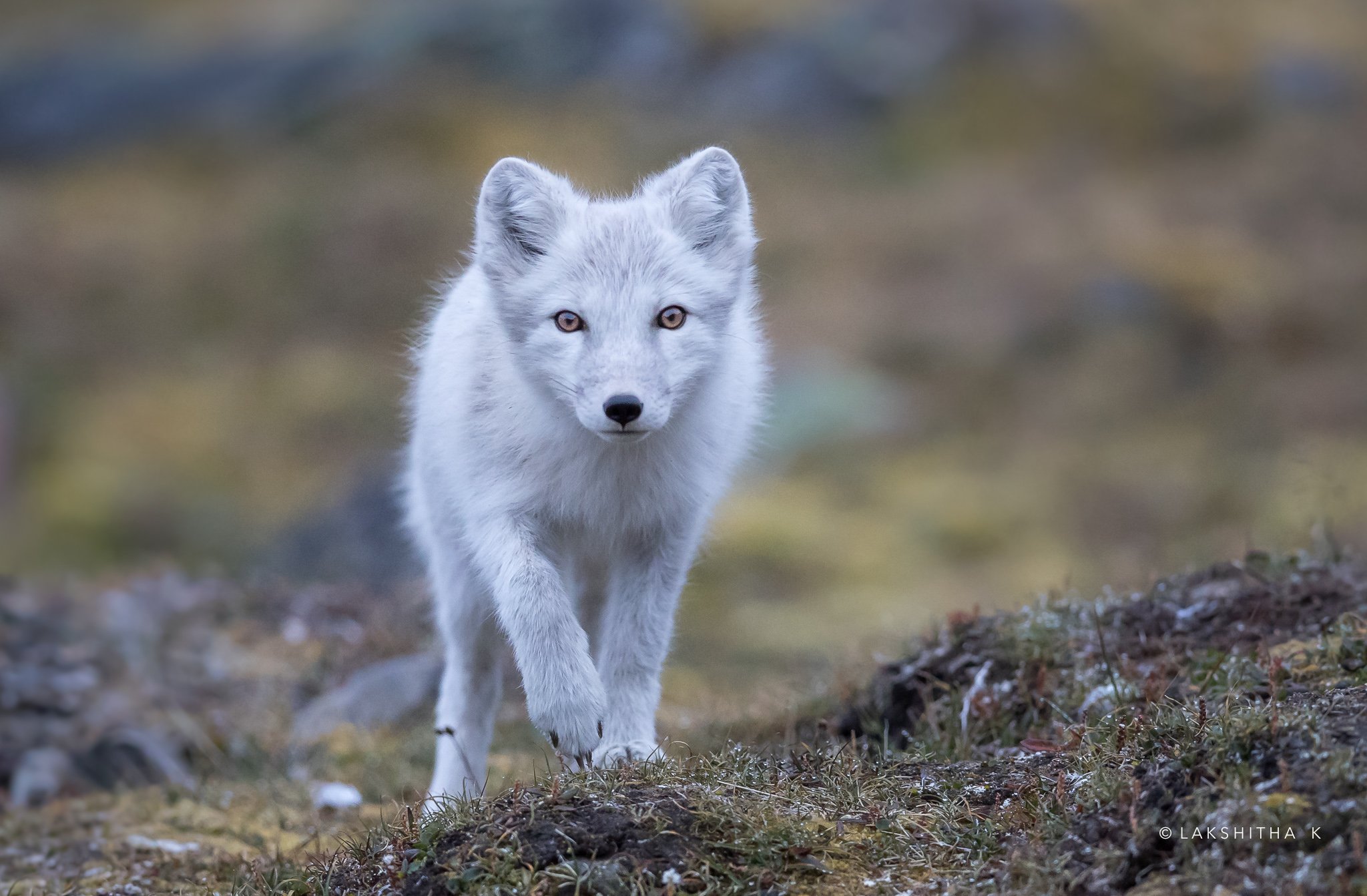 arctic+fox.jpg
