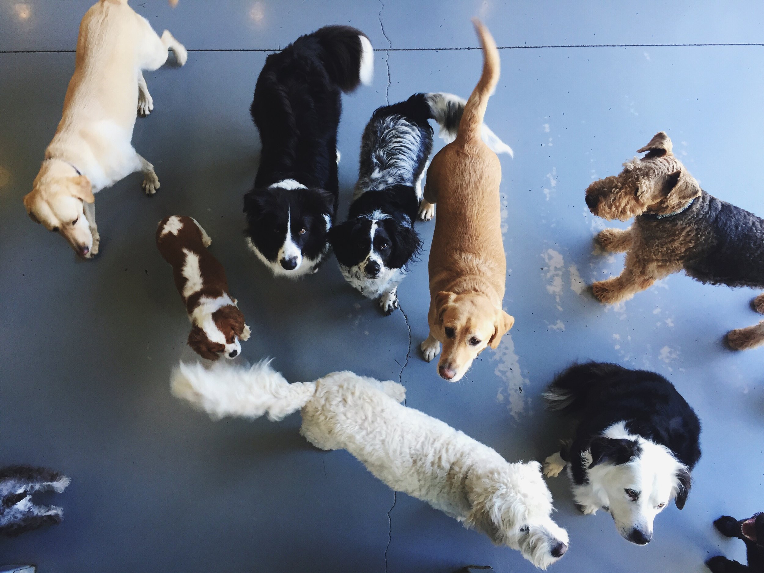 dog friendly new years eve breaks