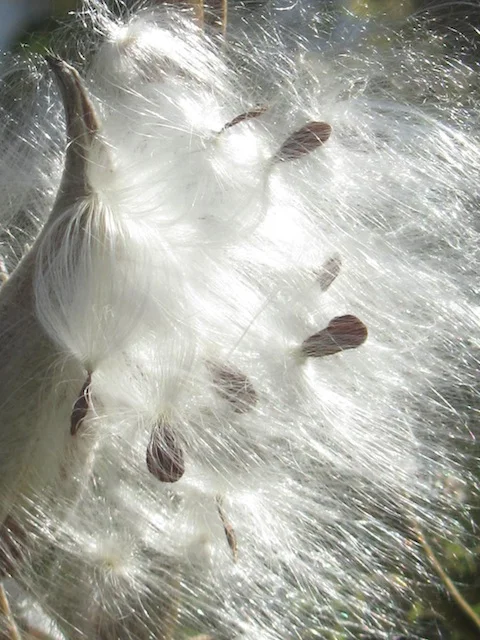 milkweed | enemy arrows by will o'hara