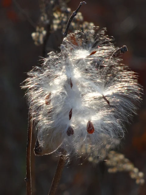 milkweed seed | enemy arrows by author will o'hara