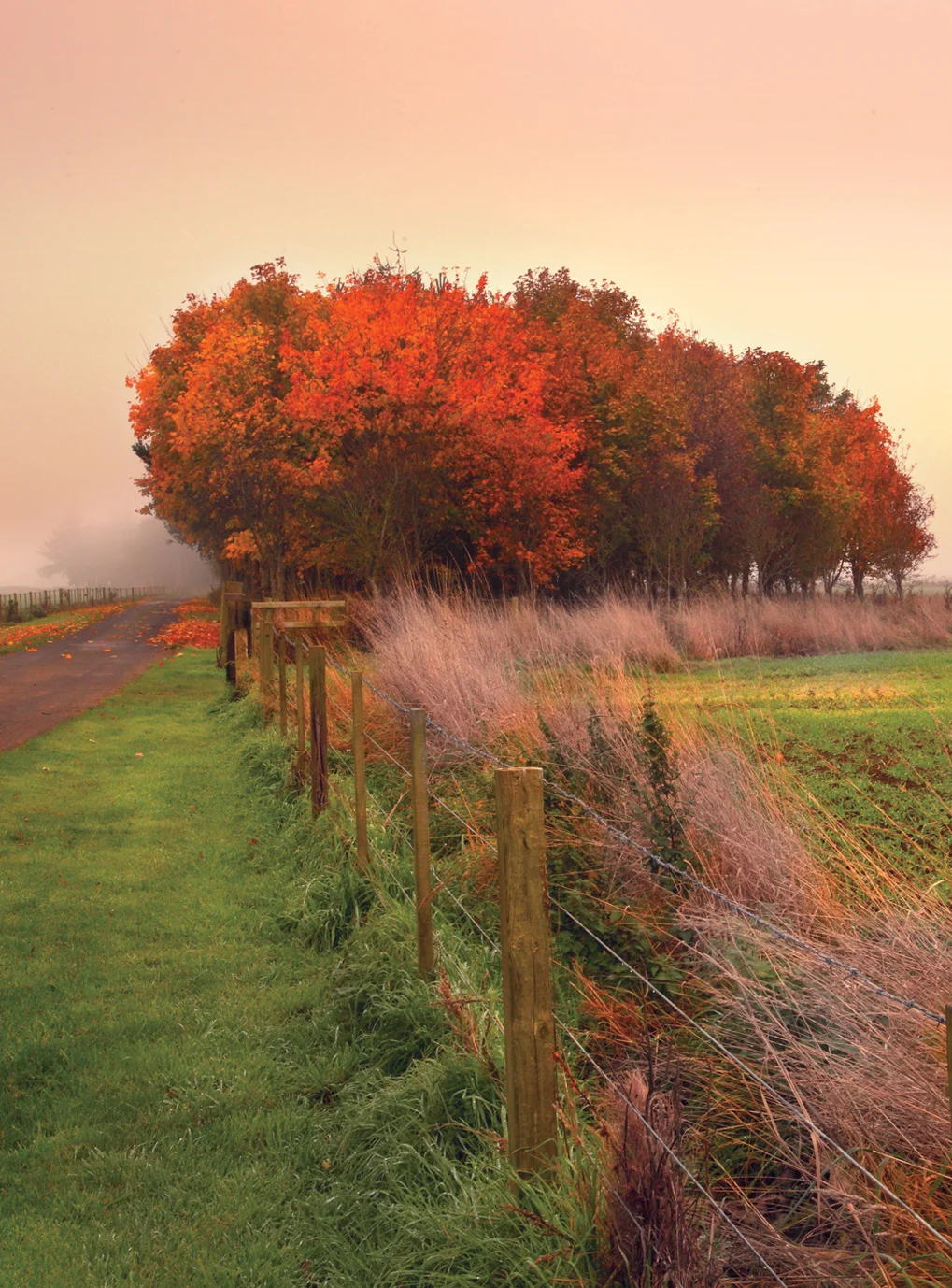 Autumn Tree Light, Northumberland