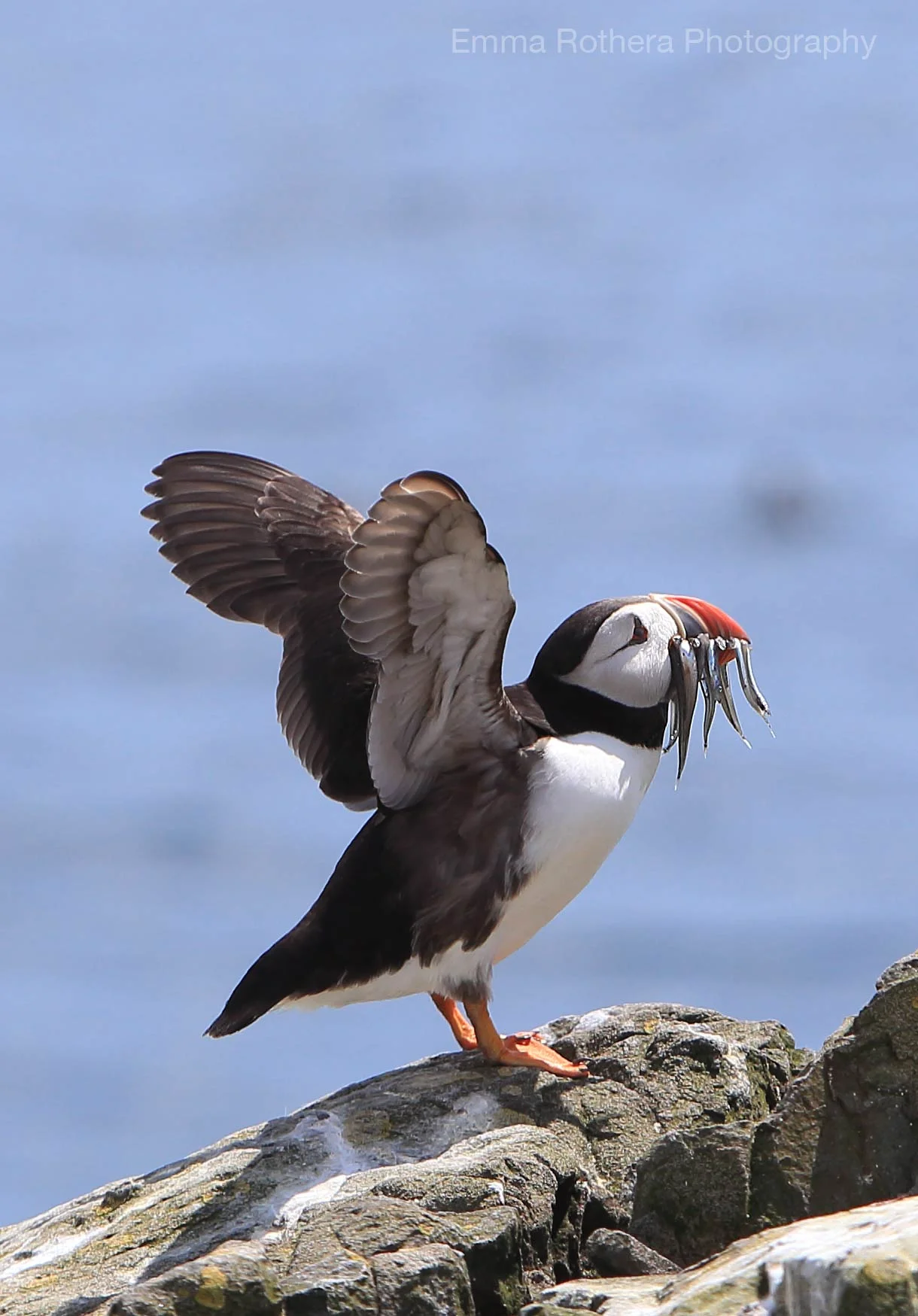 Atlantic Feeding Puffin, Staple Island, Outer Farne, Northumberland