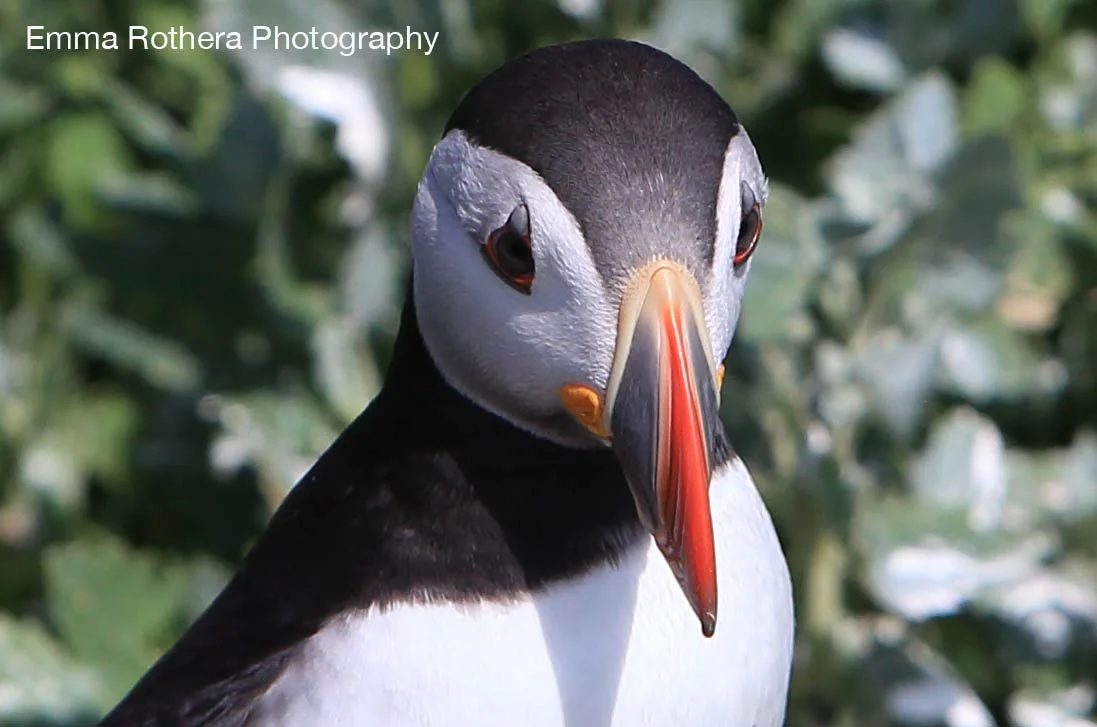Atlantic Puffin Portrait, Staple Island, Outer Farne, Northumberland