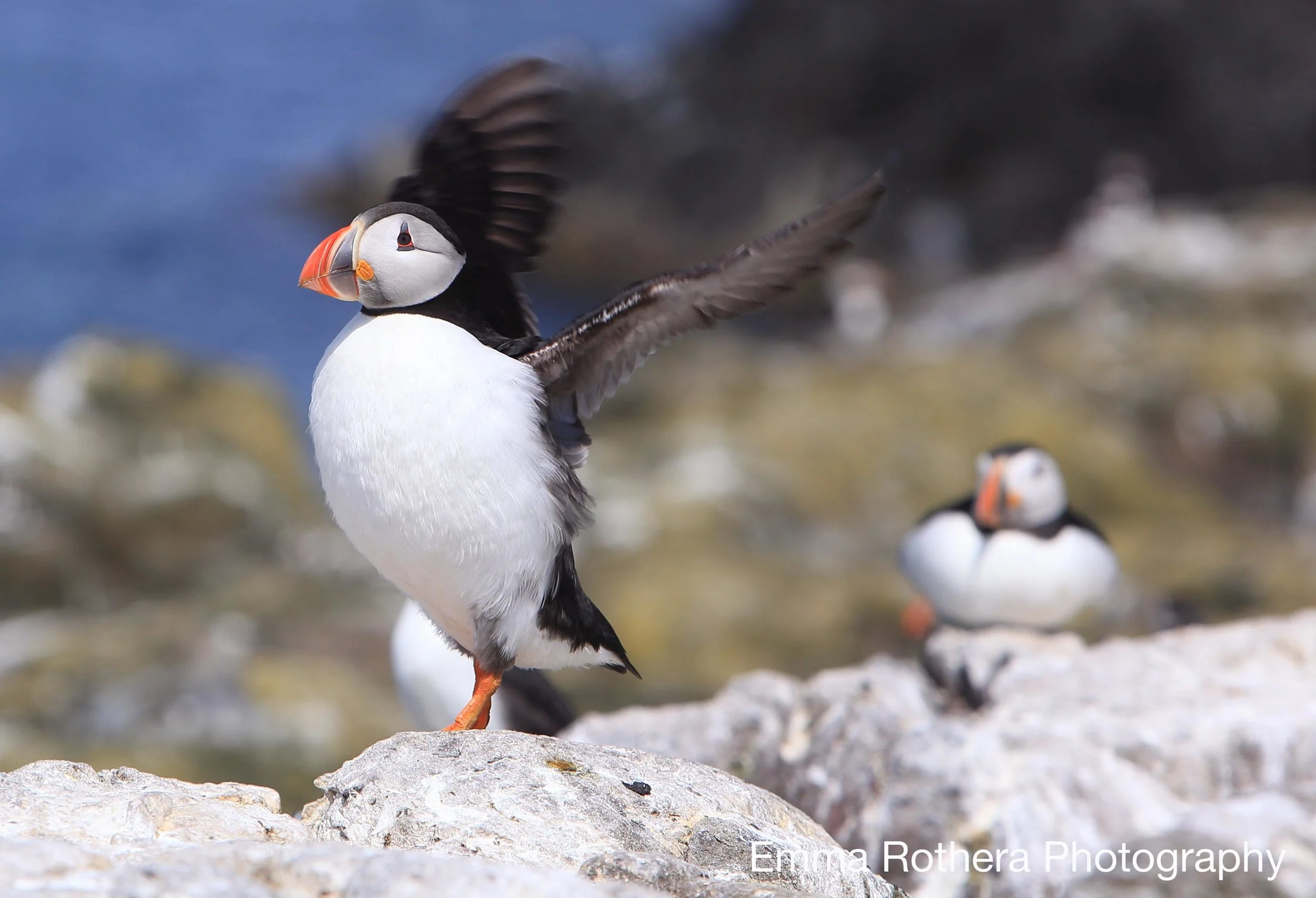 Atlantic Puffin beginning flight, Staple Island, Outer Farne, Northumberland