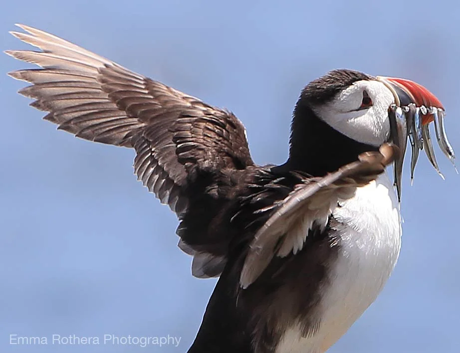 Puffin wing span with sand eels, Staple Island, Northumberland