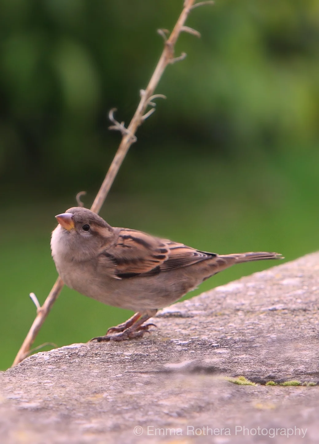 Female Sparrow in Song, Lindisfarne, Northumberland