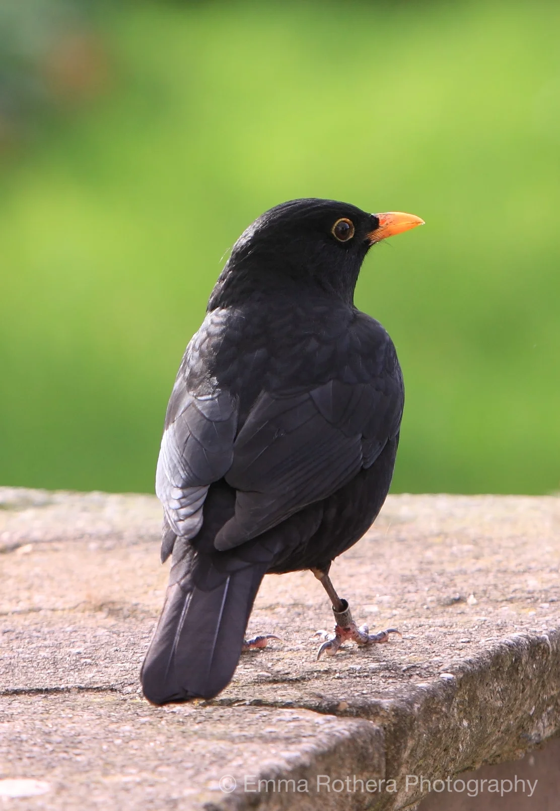 Autumn Black Bird, Holy Island, Northumberland