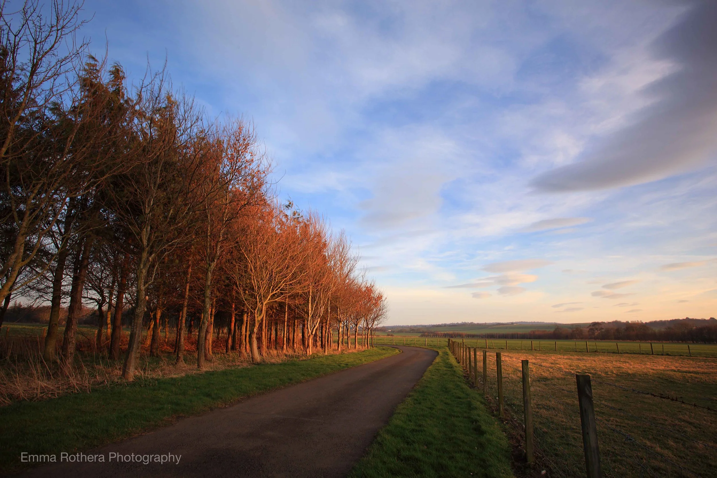 Spring Tree lined Road, Golden Hour Light, Beal, Northumberland