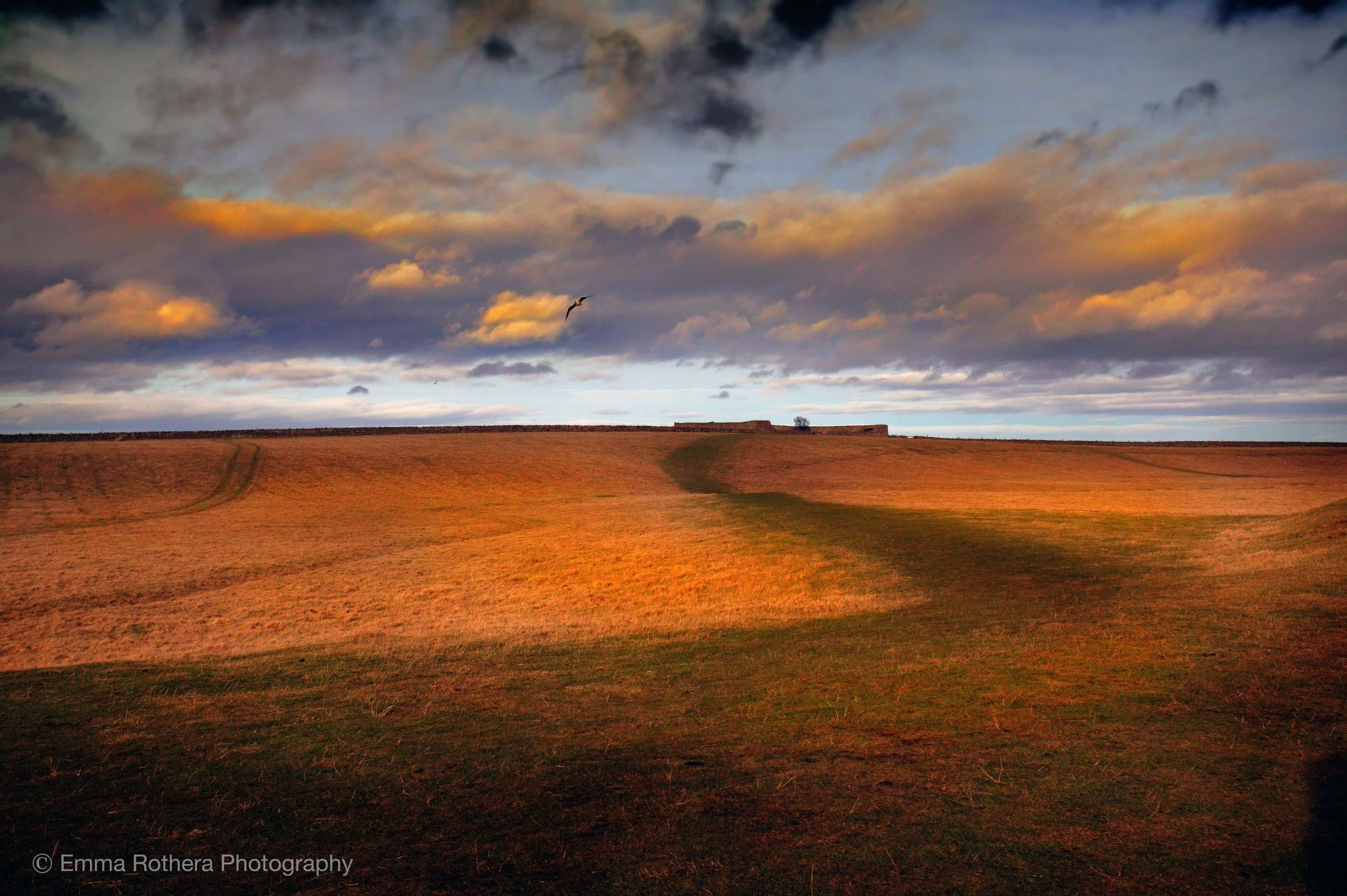 Gertrude Jekyll's Garden View, Golden Hour Light, Holy Island, Northumberland