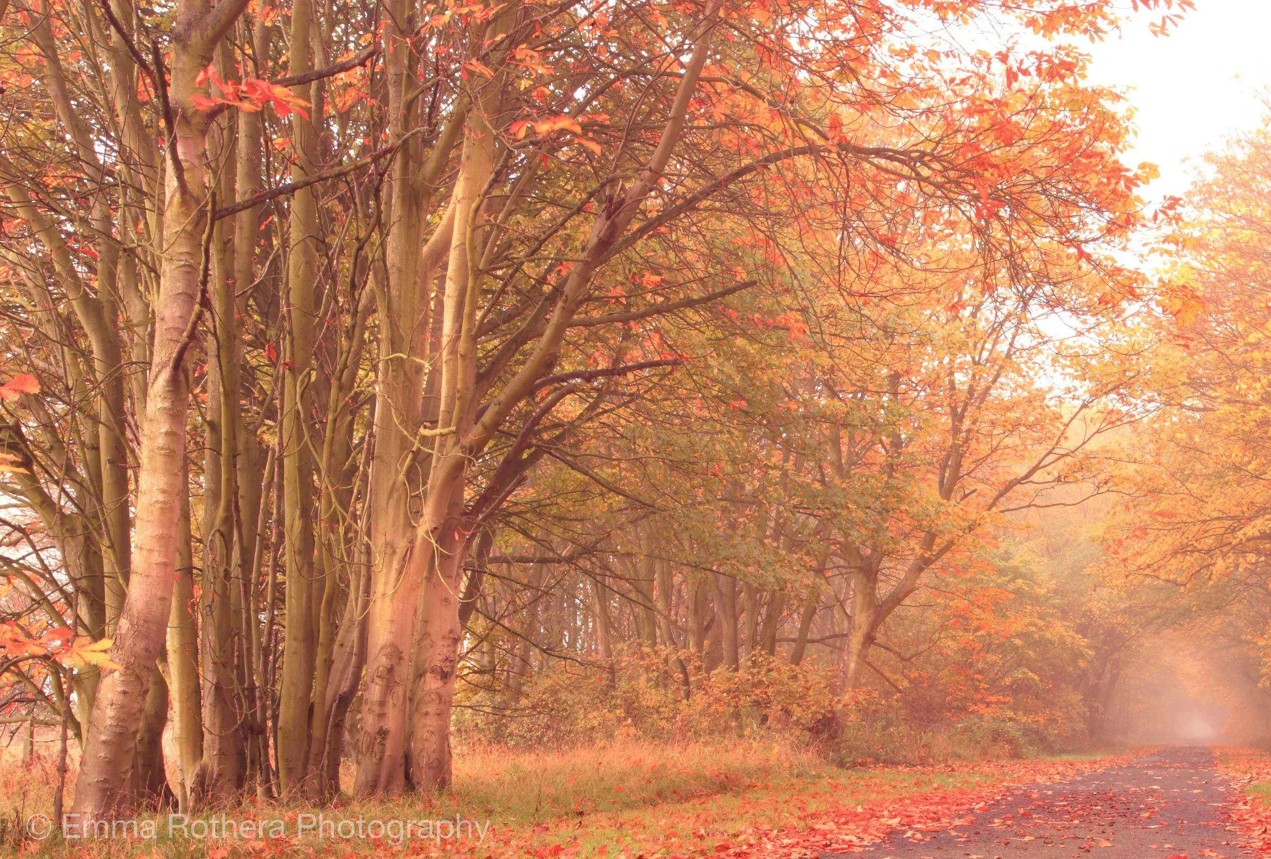 Autumn Trees, Haggerston Barns, Beal, Northumberland
