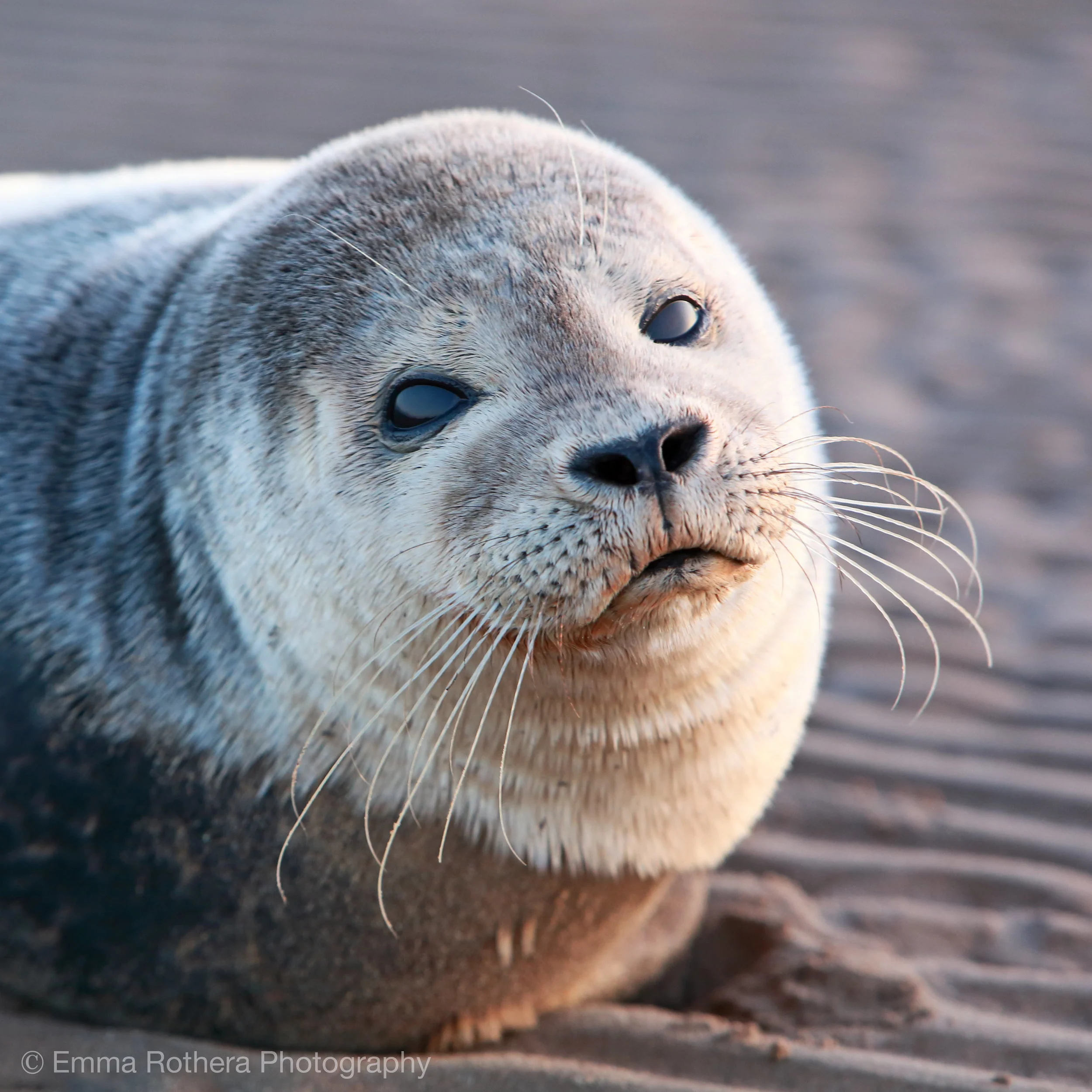 Grey Seal Pup, Lindisfarne, Northumberland