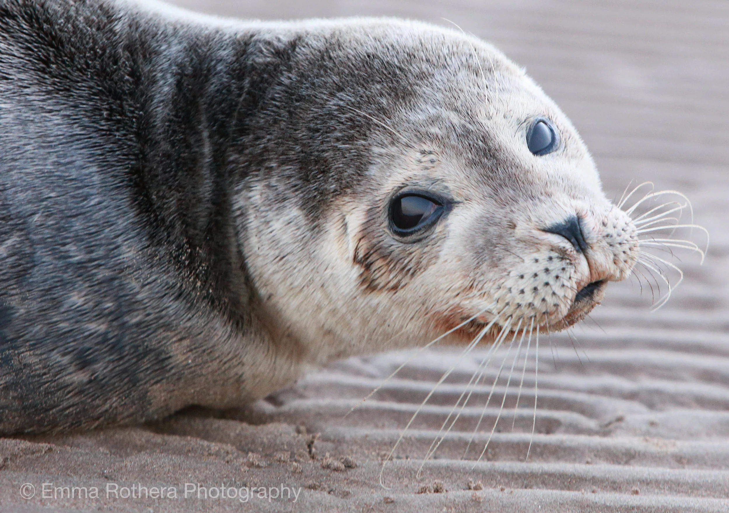 Grey Seal Pup, Lindisfarne, Northumberland