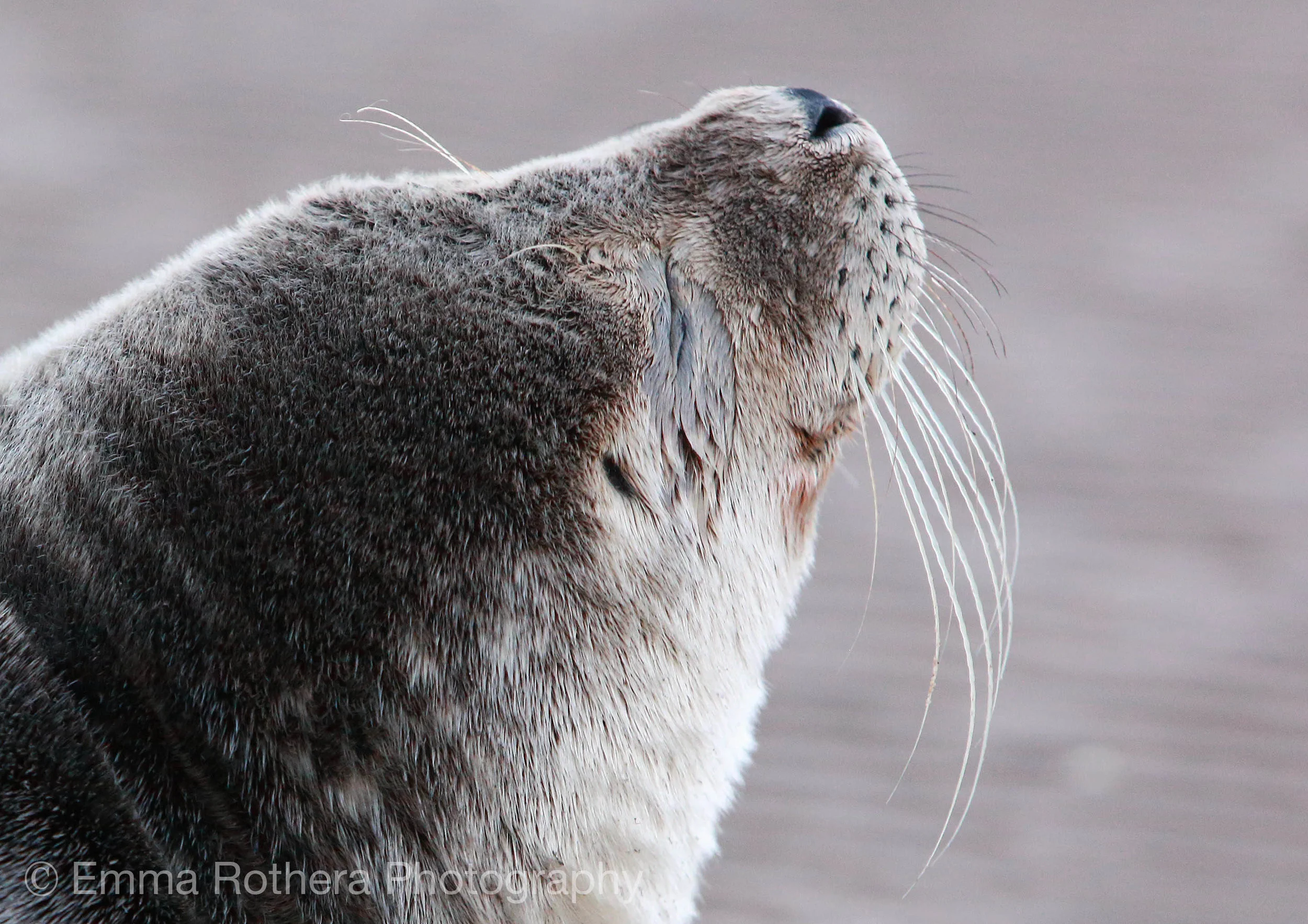 Grey Seal Pup, Lindisfarne, Northumberland