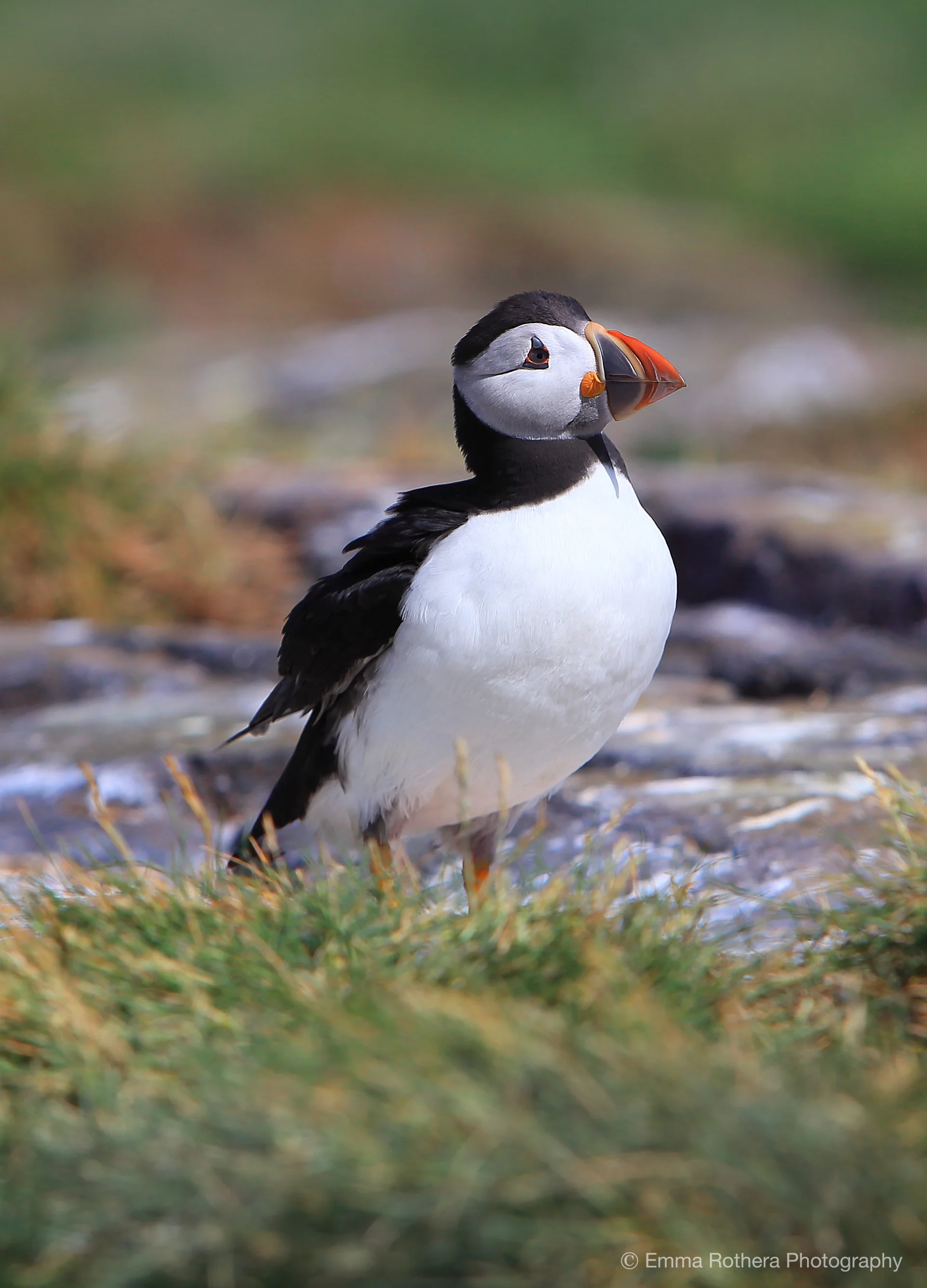 Atlantic Breeding Puffin, Staple Island, Outer Farne, Northumberland