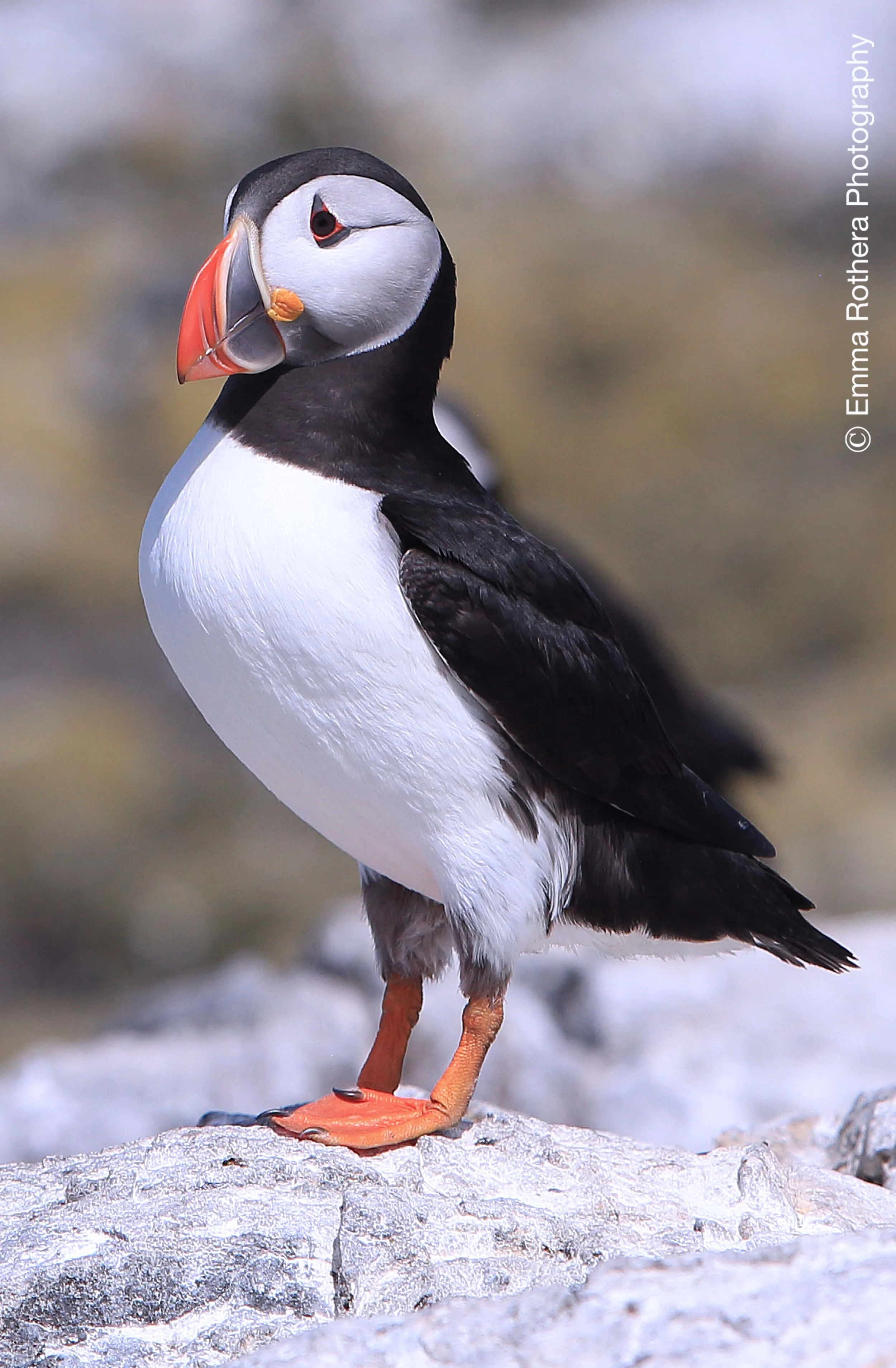 Atlantic Breeding Proud Puffin, Staple Island, Northumberland