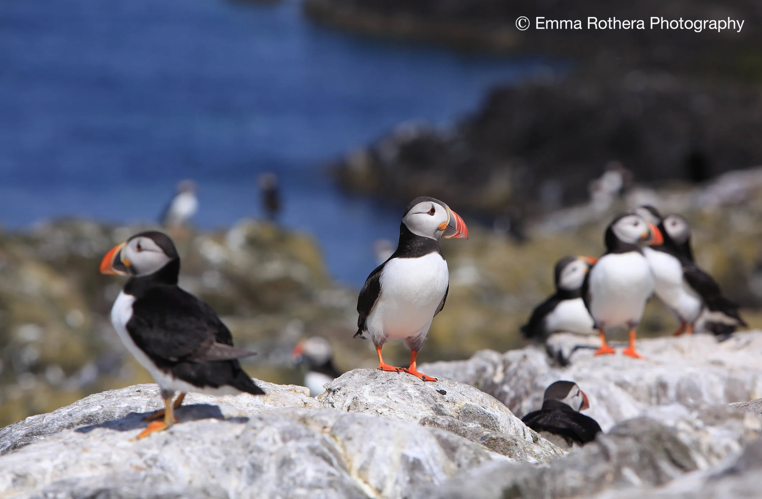 Atlantic Breeding Puffins, Staple Island, Northumberland