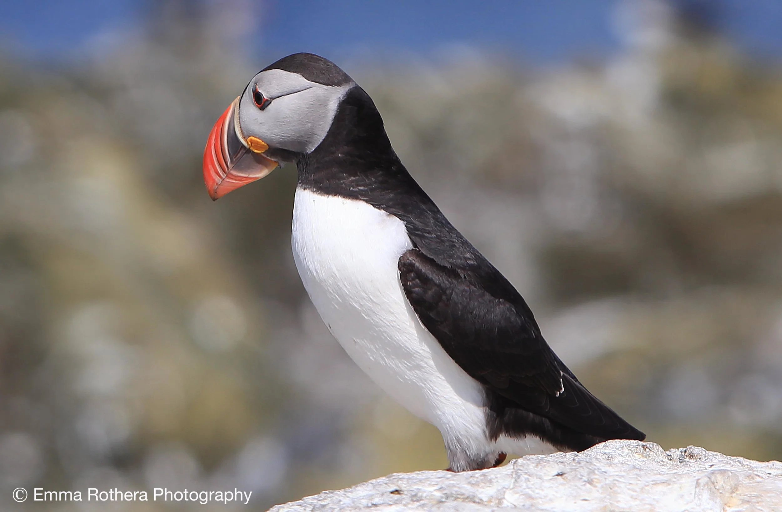 Puffin, Staple Island, Northumberland