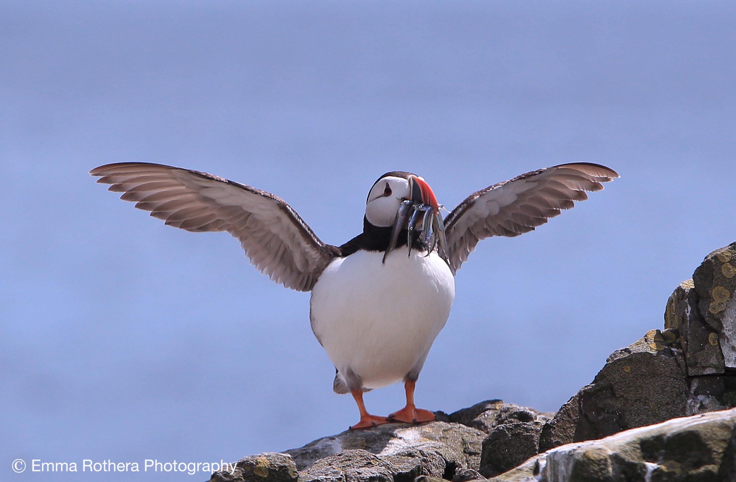 puffin flying with sand eels.jpg