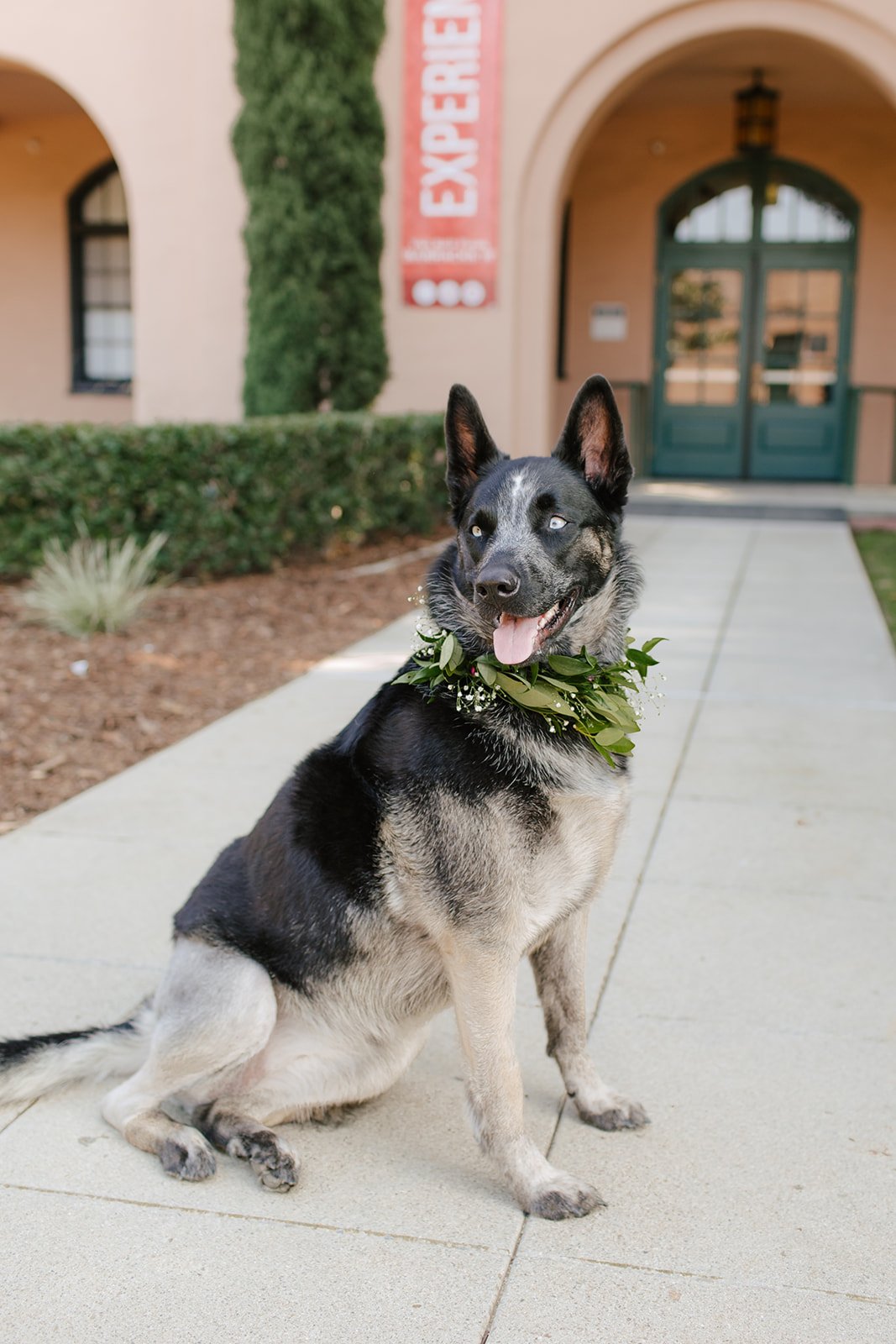 dog ring bearer with floral bandana