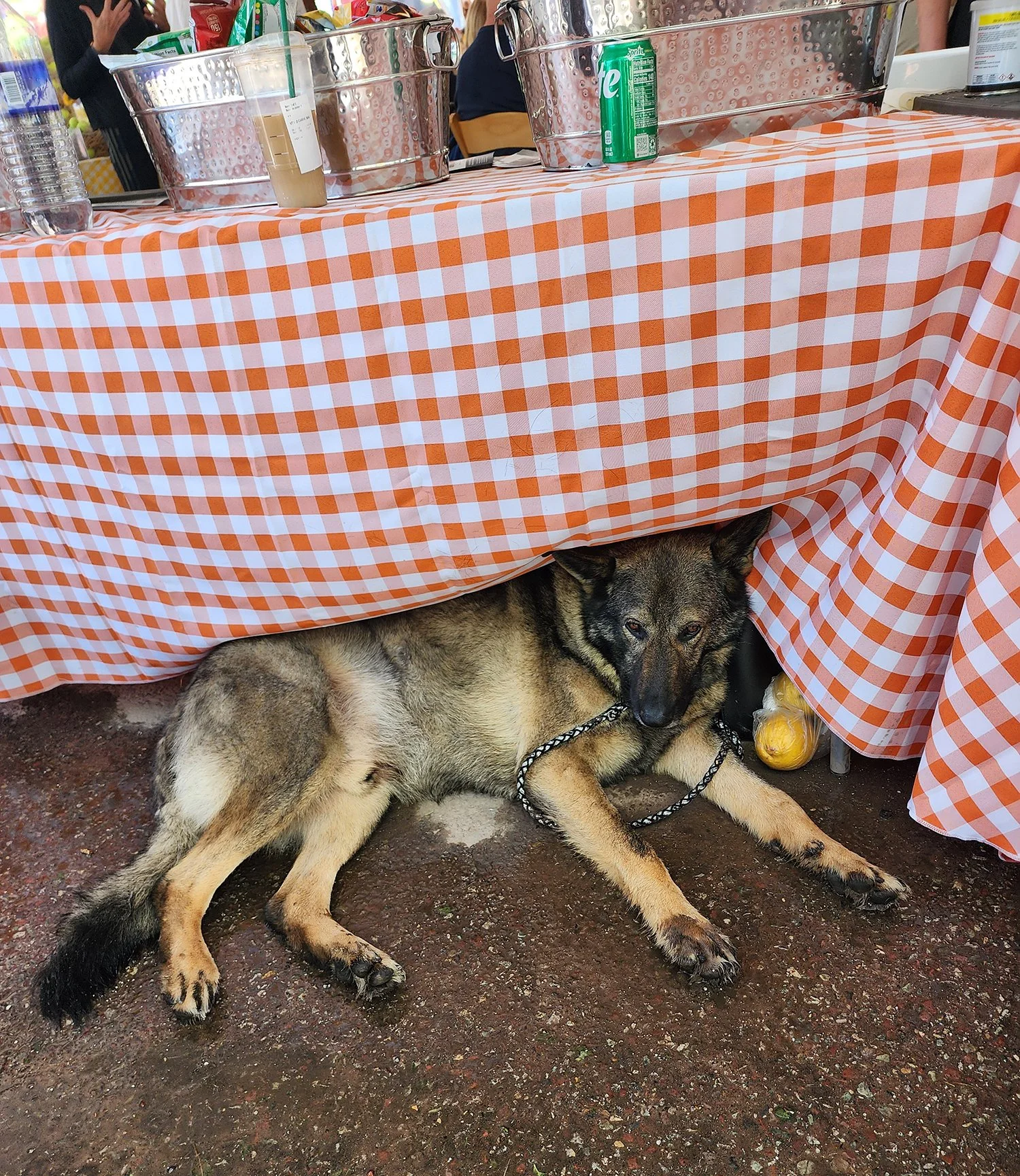 20250706_132632 Ruger Slossberg catching a short nap BN.jpg
