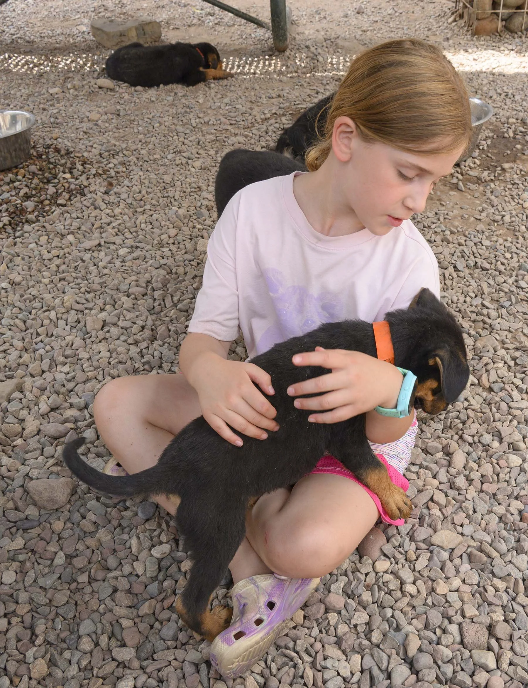 20262026 Shelter Party_0321 Girl with Pup_1800.jpg