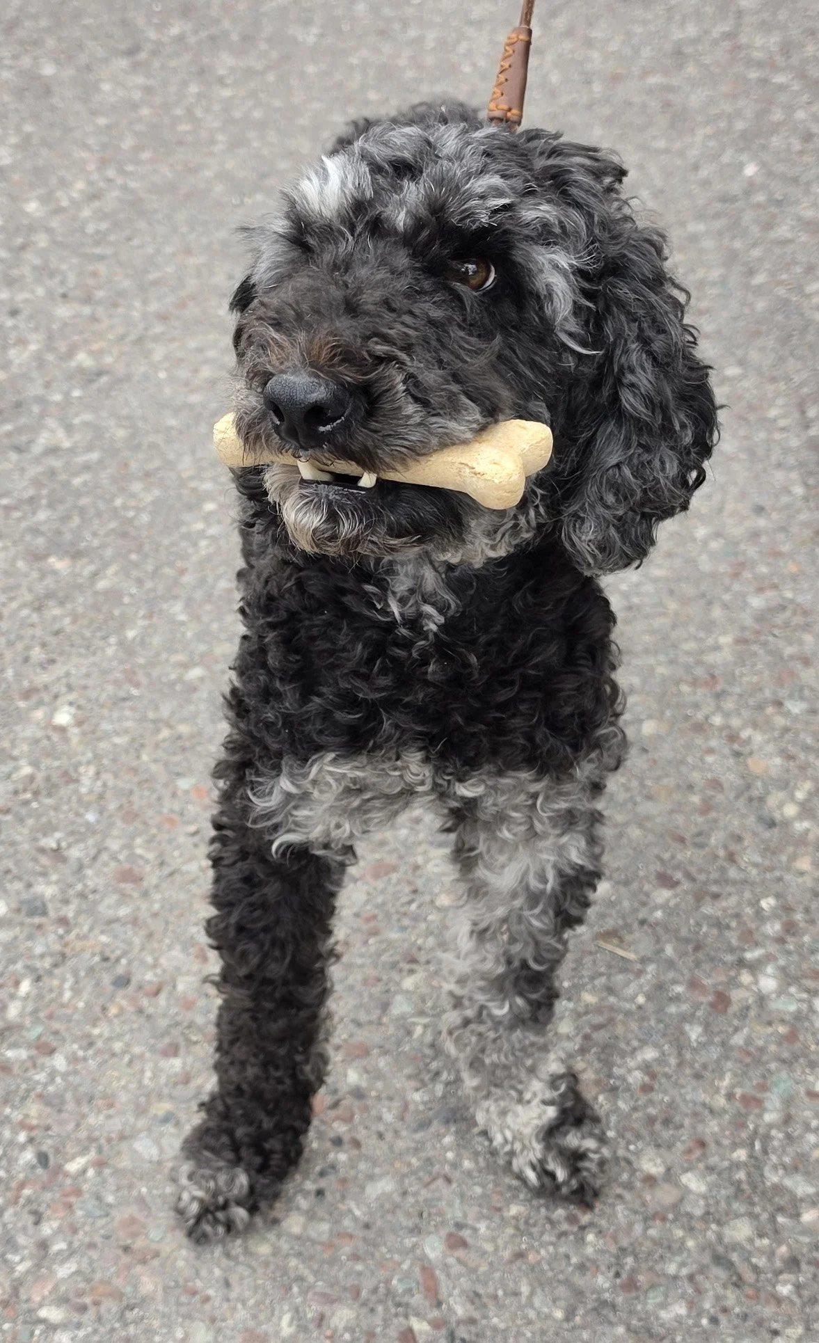 Dog with Bone.jpg