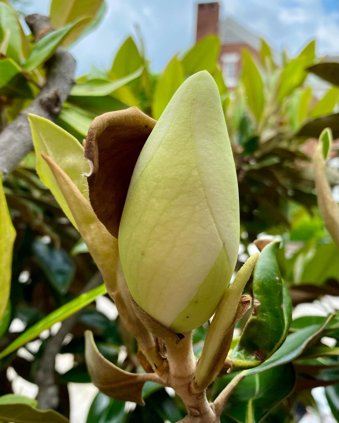 It&rsquo;s Officially Magnolia Season! 🌳
&bull;
The grand magnolia flower symbolizes endurance, dignity, joy, and everlasting connection. A long-standing symbol of Southern hospitality, the @bluffviewartdistrict has embraced this fragrant perennial 