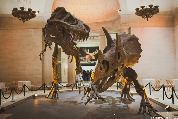 NHM Website picture.jpg