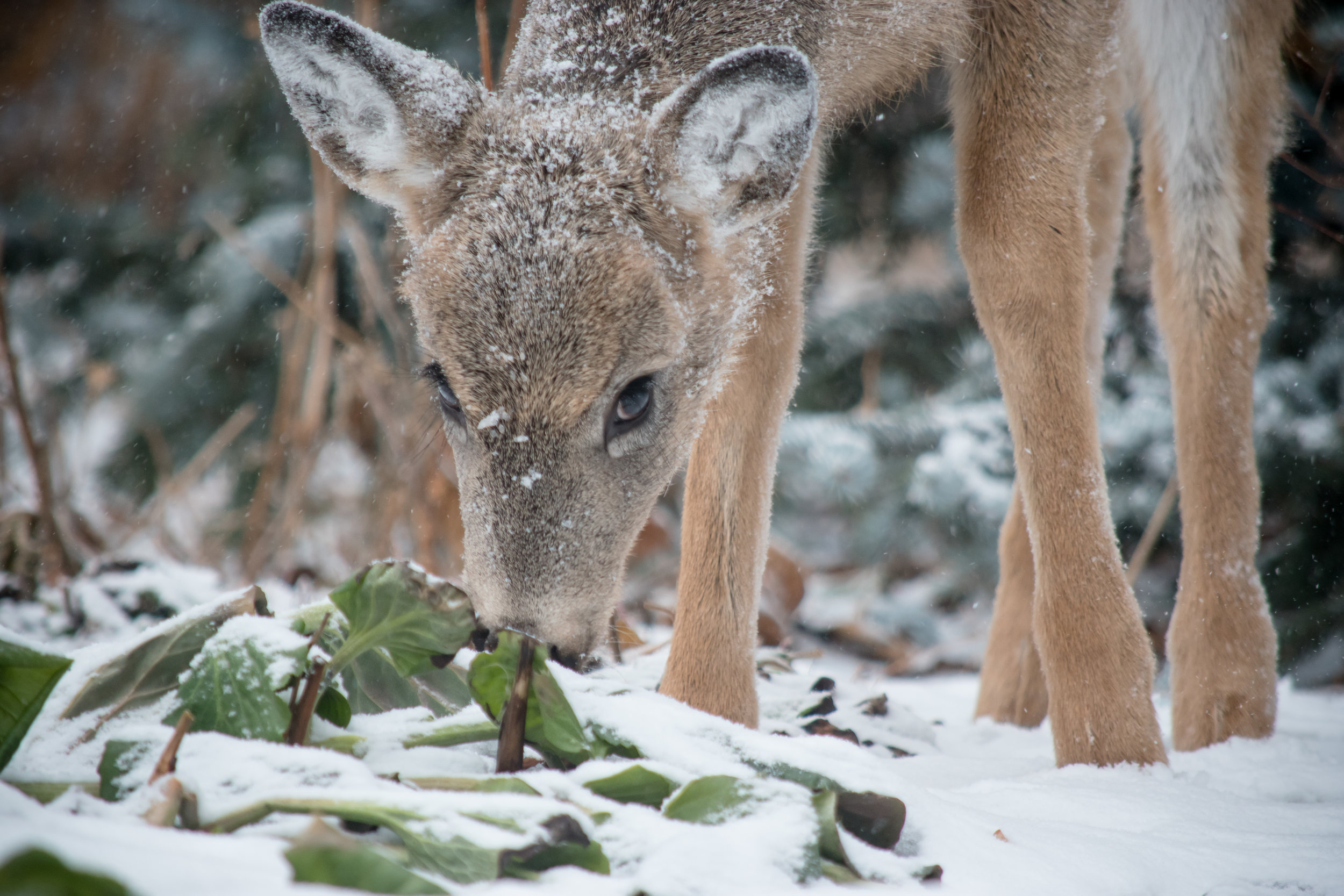 171204assiniboine deer0290.jpg