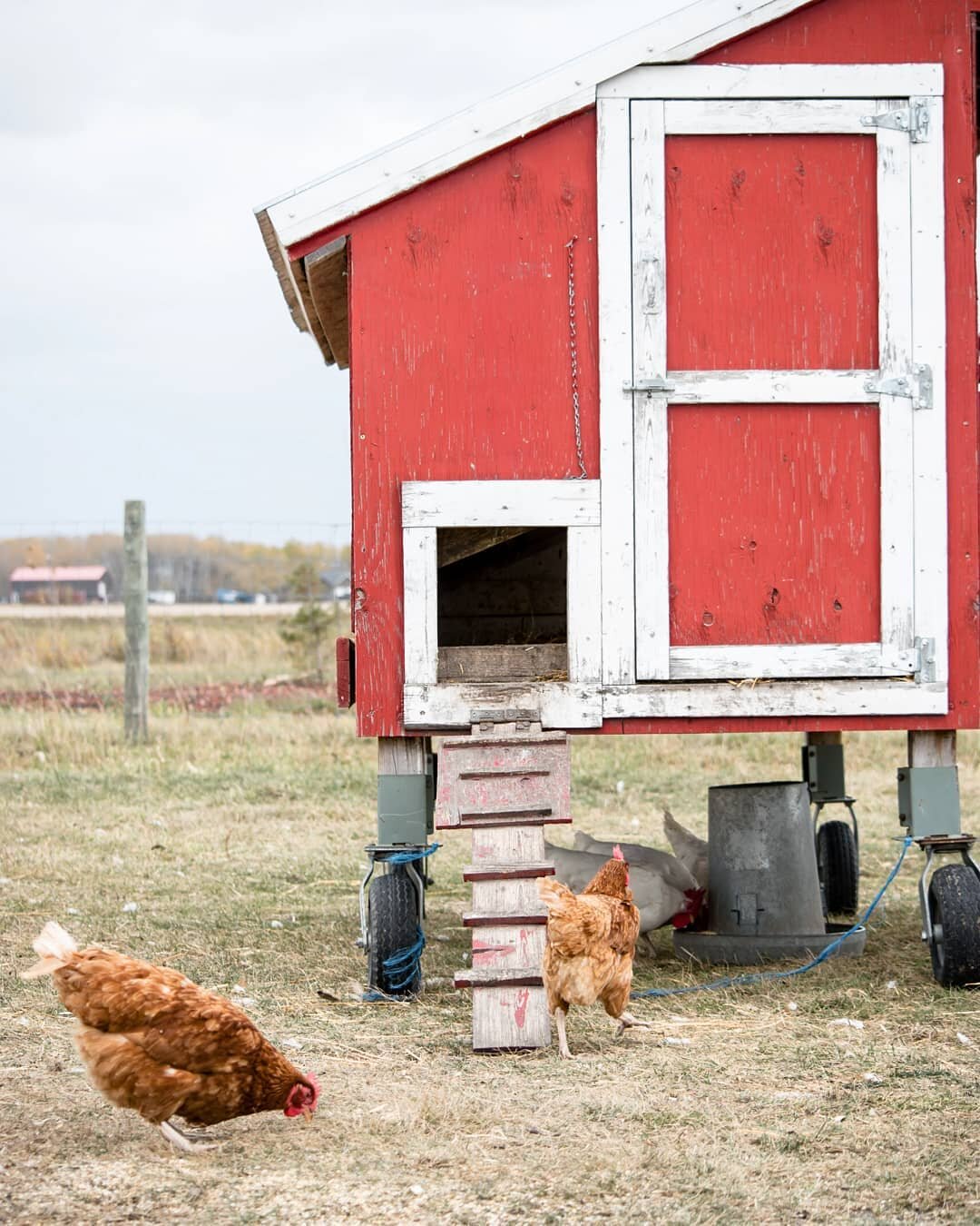 Do you think A small coop like this is a cosy spot for the hen to live in?⁣
⁣
There were a few structures for the birds at Deer Meadow Farms. This one had the cutest look to it. I was busy when the farmer opened the back of it to show my kids the egg
