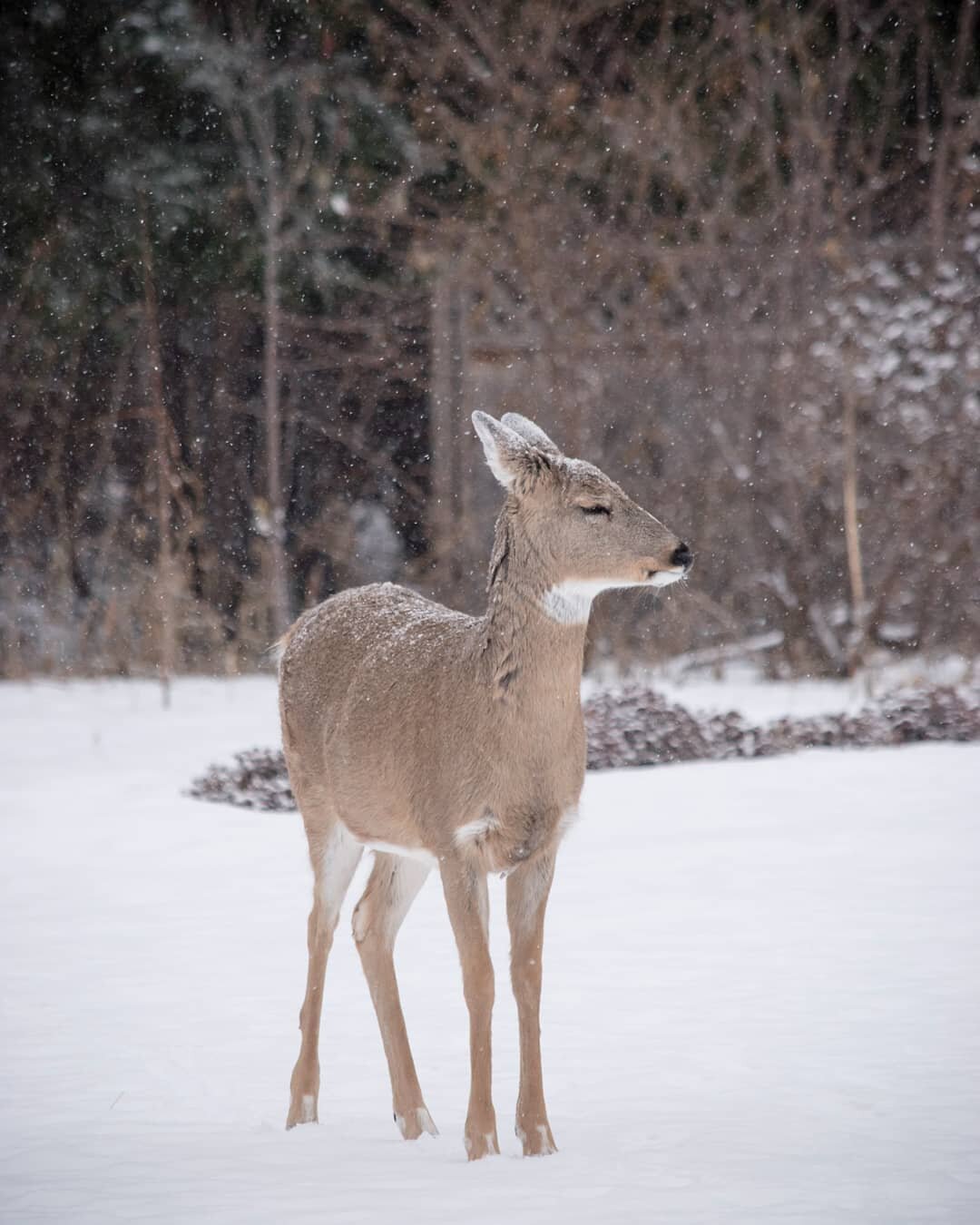 Did you see  the sneak peek in my reels yesterday 🦌⁣
⁣
Heres the higher resolution shot of that sweet deer I came across while following their tracks in the fresh snow. It's fun to follow the tracks through the park and the discovery is often worth 