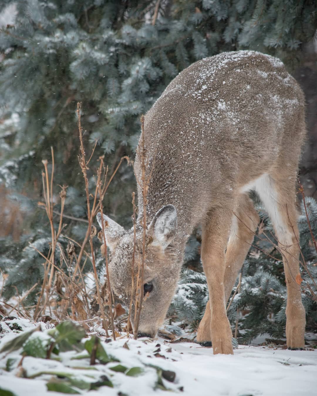 Remember the peek of these sweet deer from the reels video posted a couple of weeks ago? Here's a closer look at her foraging through the English gardens at the Assiniboine park @assiniboine_park. I wonder what her favourite snacks are.⁣
⁣
🦌🦌🦌⁣
⁣
