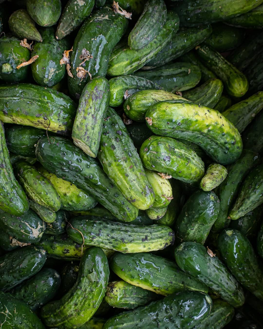It was a hot summer when I was able to snag this shot at the farmers market of a fresh box of cucumbers. For some reason I'm eating way more cucumbers these days. Is there a veggie you've been eating more of lately?⁣
⁣
🥒🥒🥒⁣
⁣
#flatlaynation #flatl