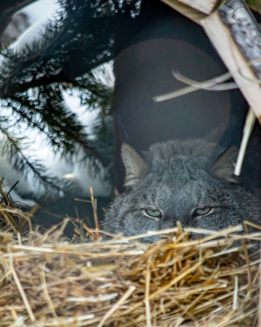 Sneaky lynx hiding in it's den. This one was at the Assiniboine park zoo last winter. I hear the zoo is reopening soon. Maybe someone can bring this kitty some warm tea.⁣
⁣
I'm also hiding myself these days, been isolated but it won't be for ever. Ho