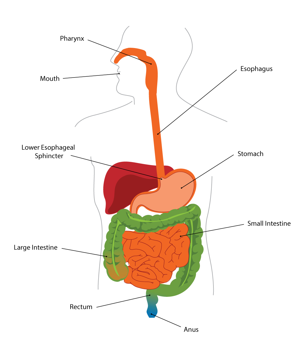 What Are The Different Parts Of The Digestive Tract? — Colorectal