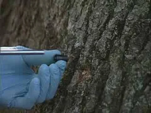 WHY TAKE A TREE DOWN IF WE CAN TREAT IT? CALL US NOW TO SCHEDULE YOUR FREE EVALUATION!~ 817 675 8565