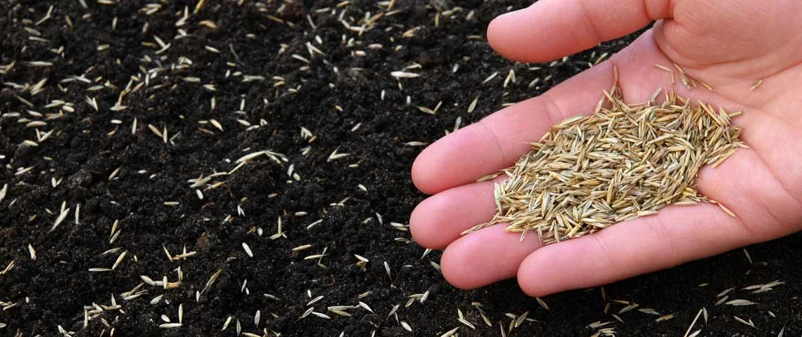 -seed-header.jpg