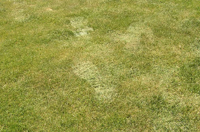 How-To-Maintain-Grass-in-Extreme-Heat.jpg