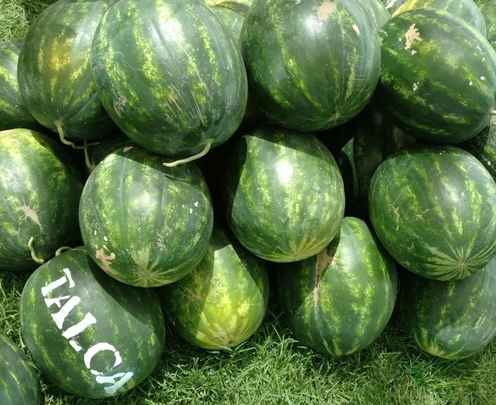number5.jpg