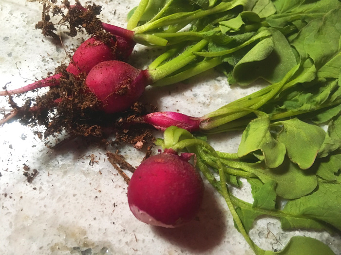 Planted early July, picked July 26.